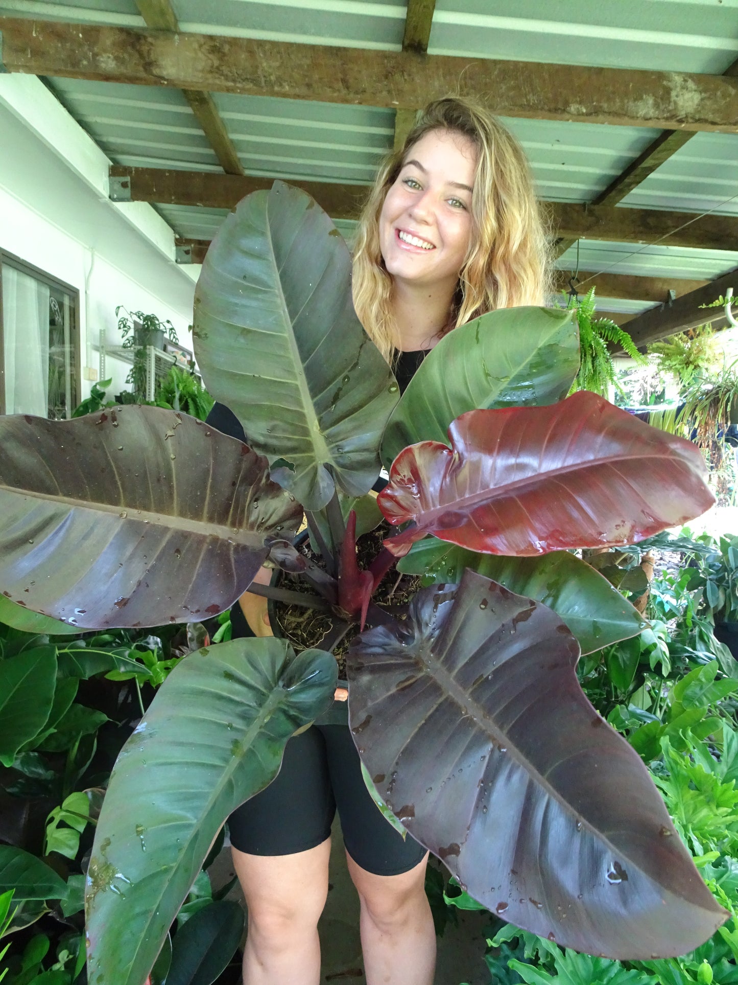 Philodendron Black Cardinal