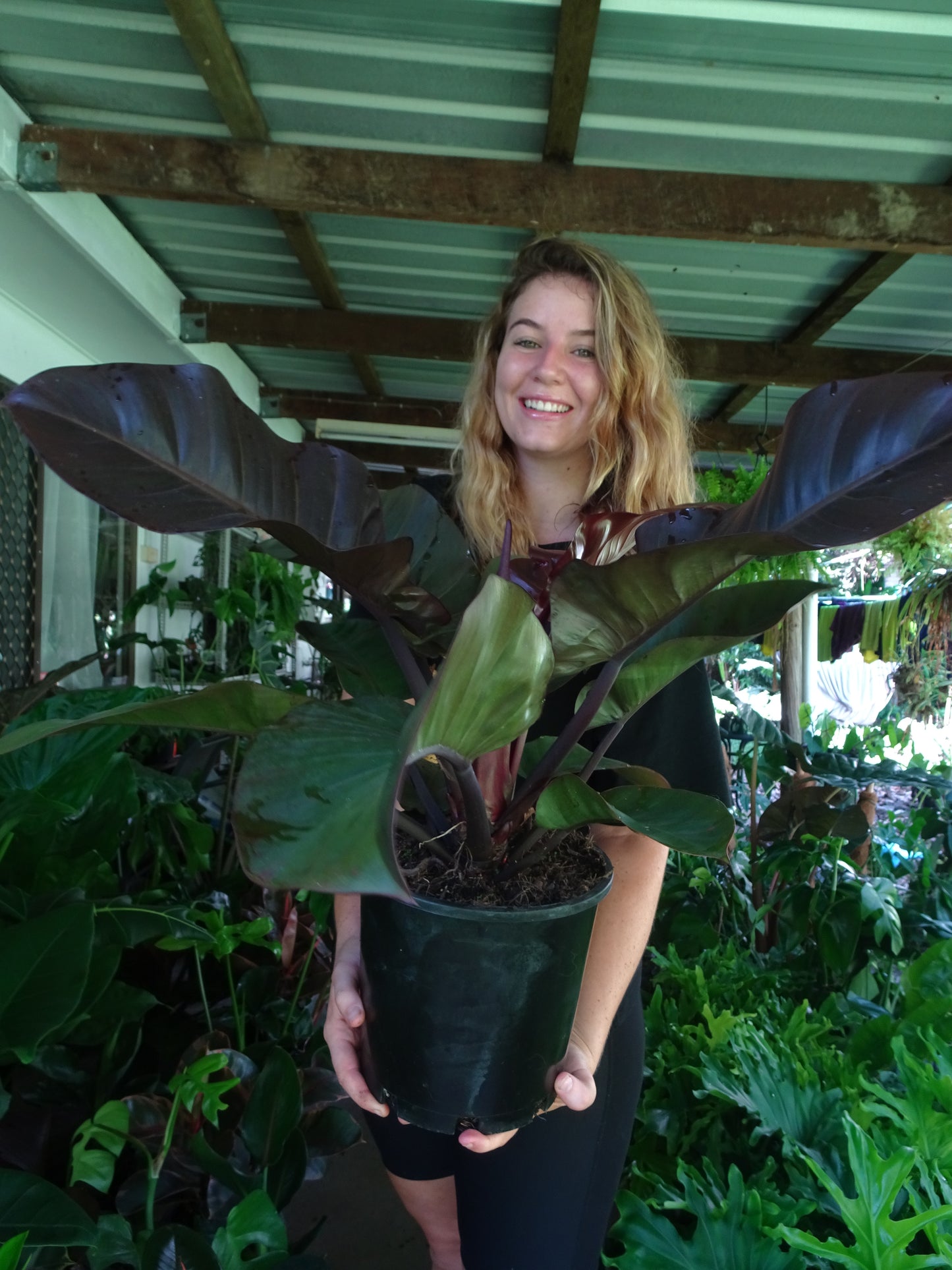 Philodendron Black Cardinal