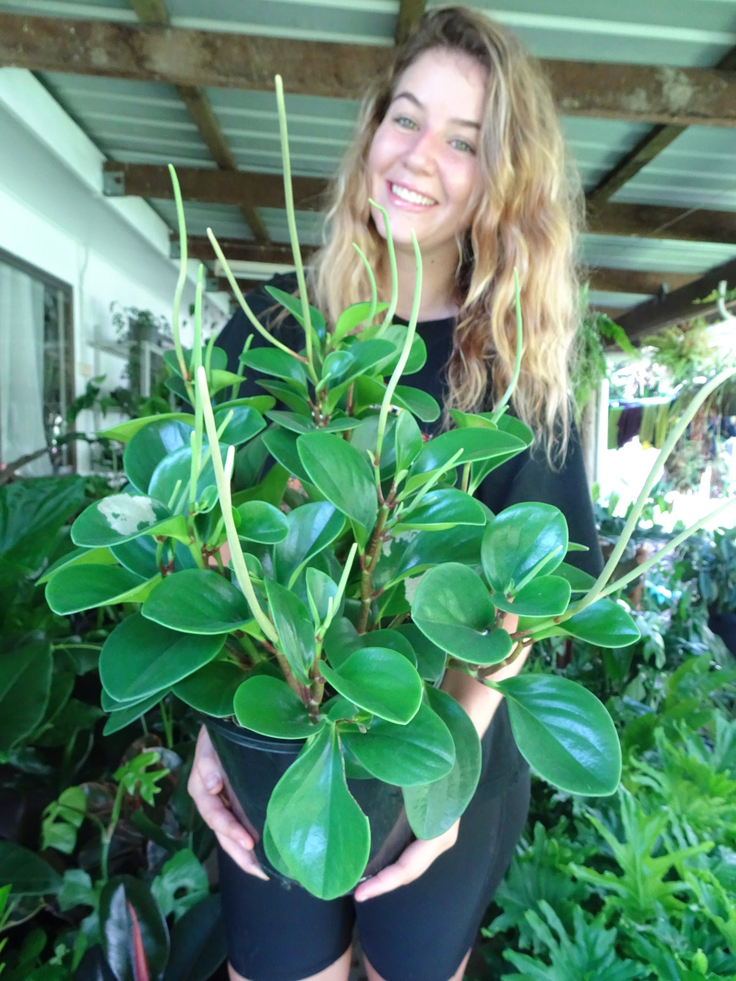 Peperomia Jade