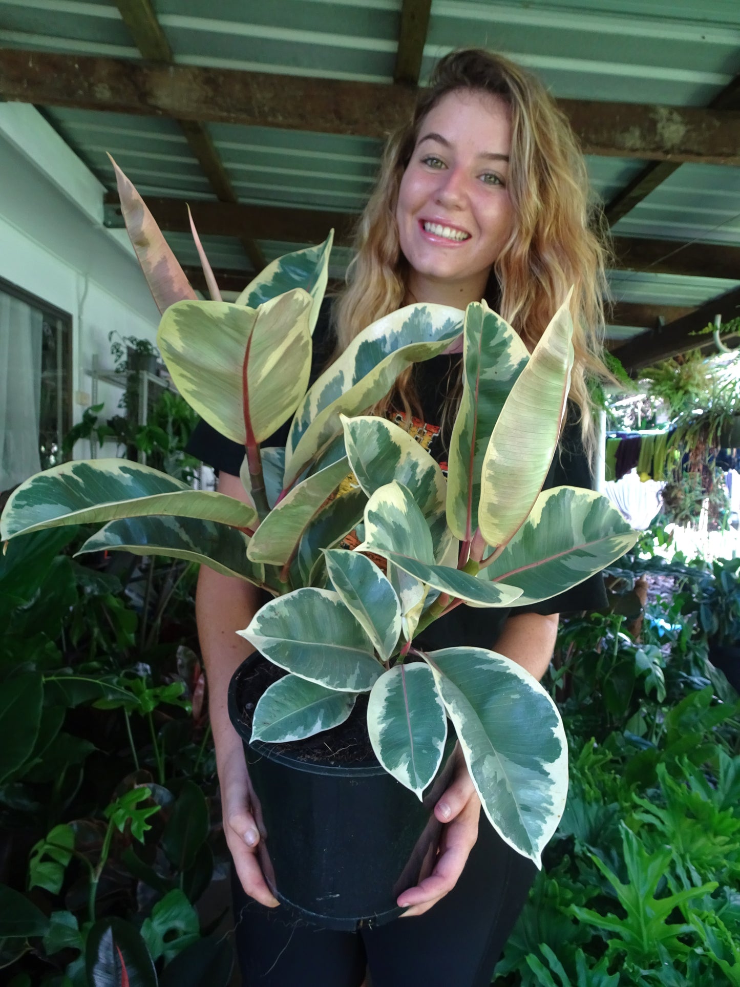 Ficus Elastica Tineke