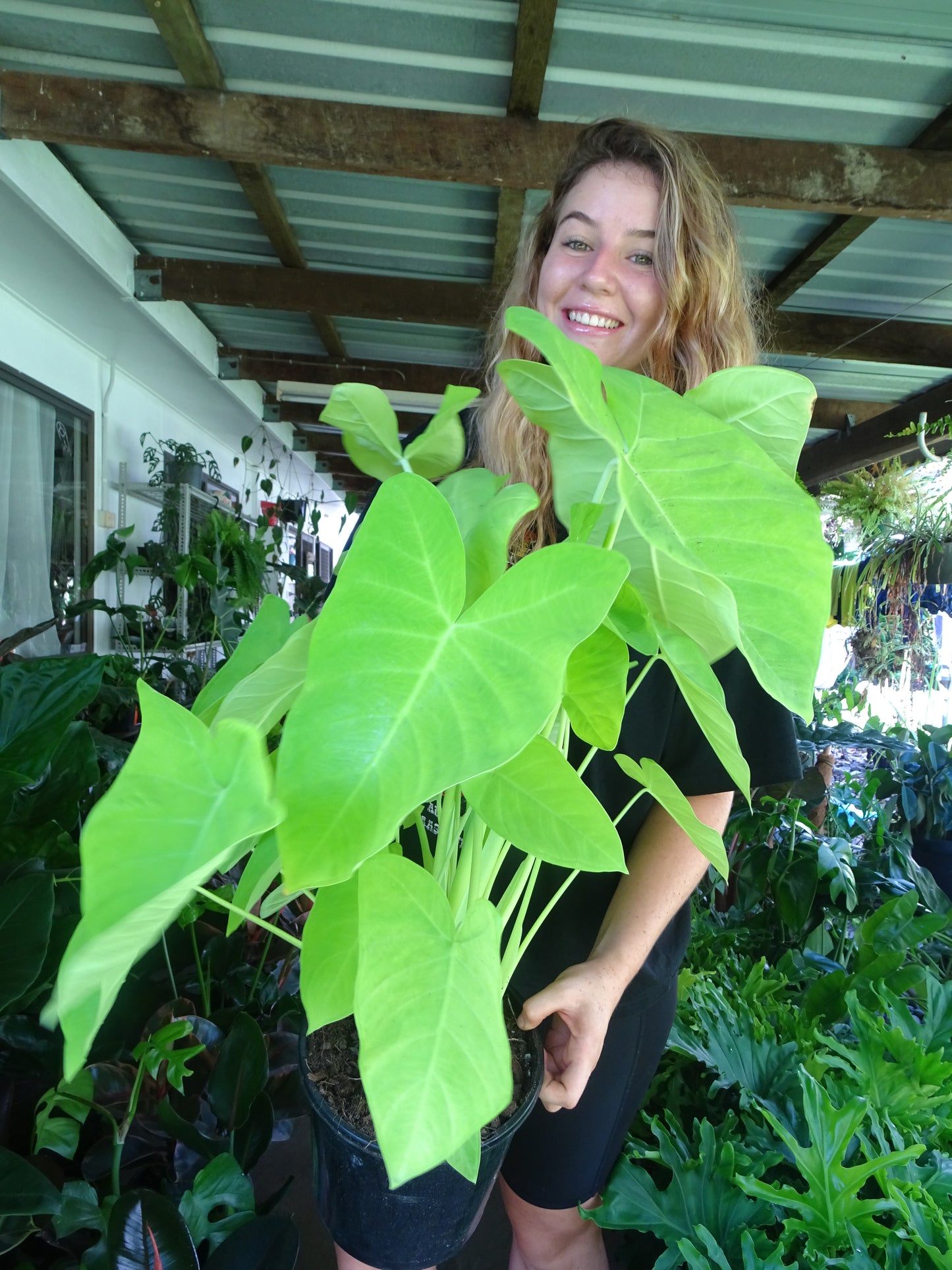 Alocasia Lime Zinger