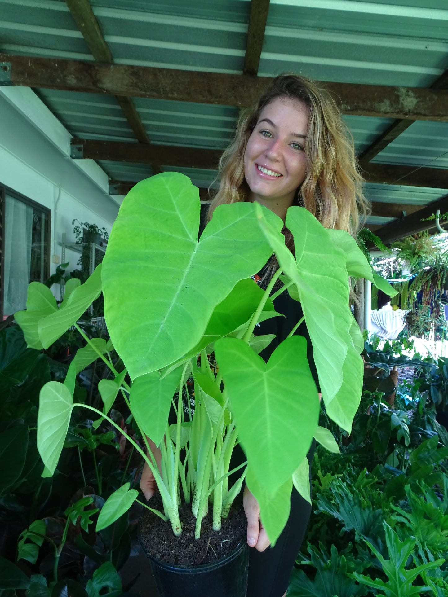 Alocasia Lime Zinger