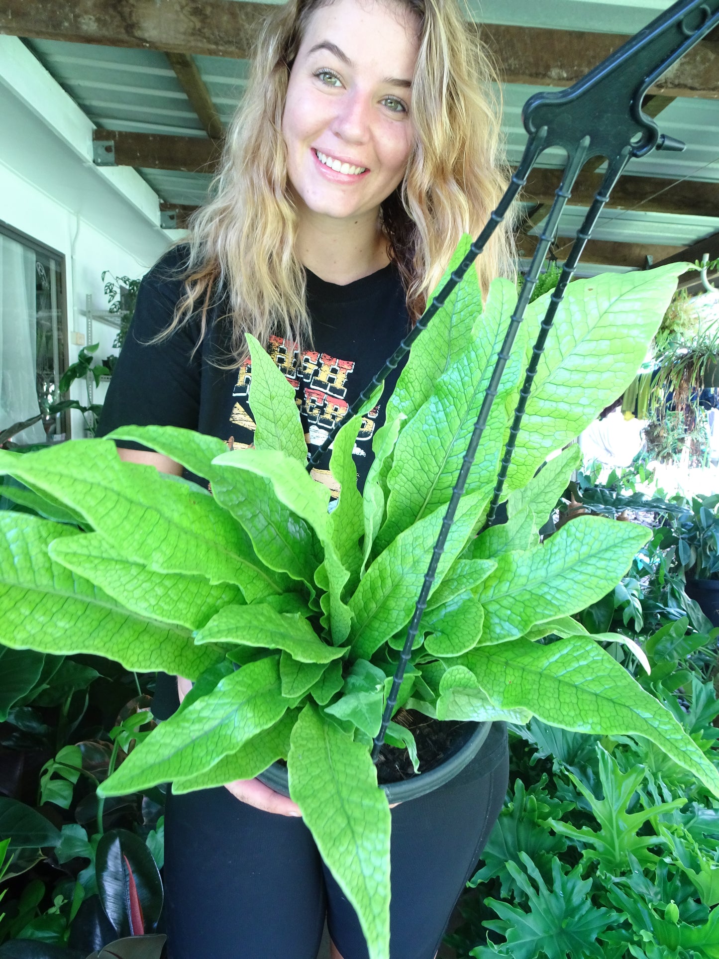 Crocodile Fern Hanging Basket