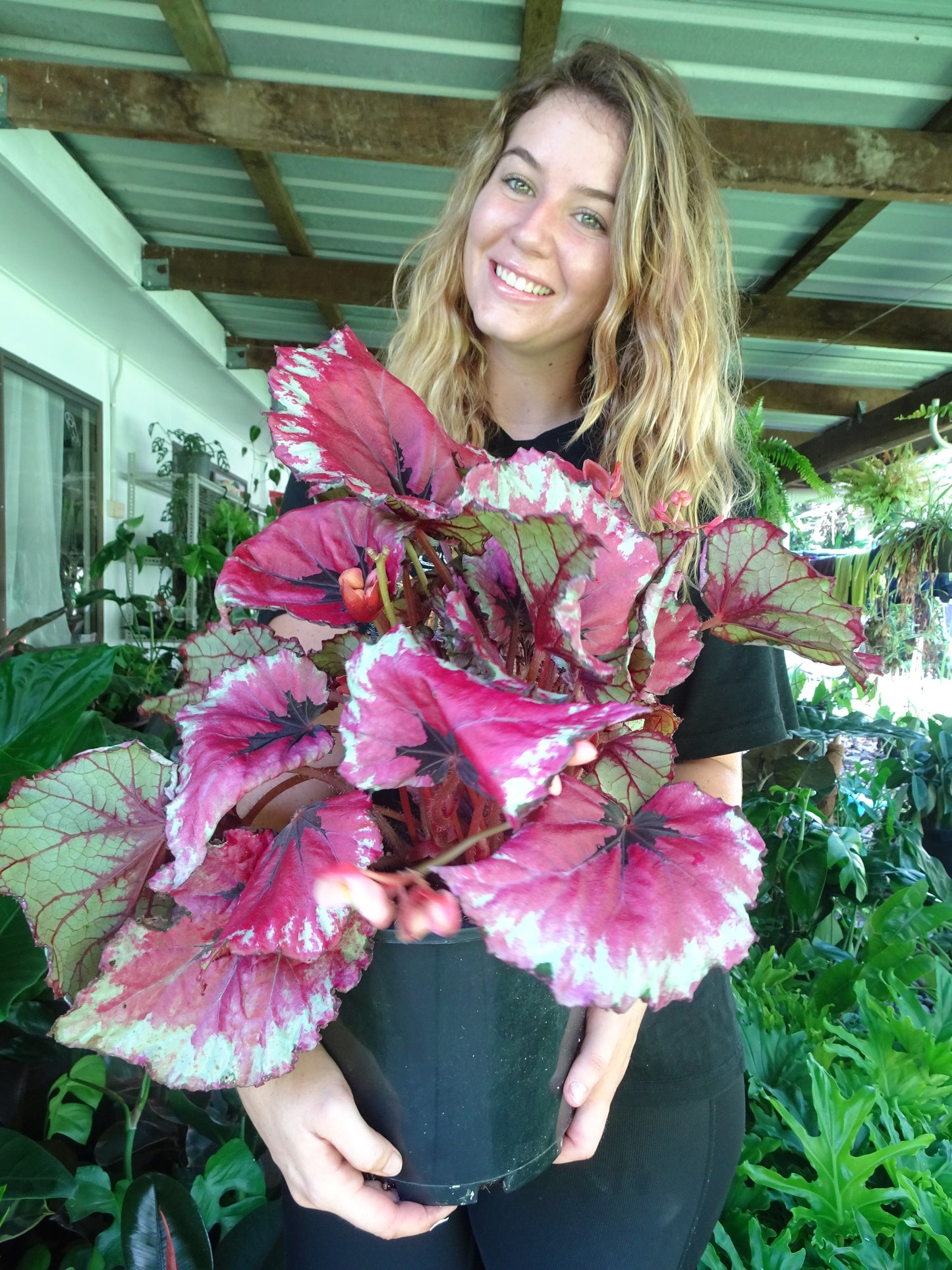 Begonia Kotubki Rex