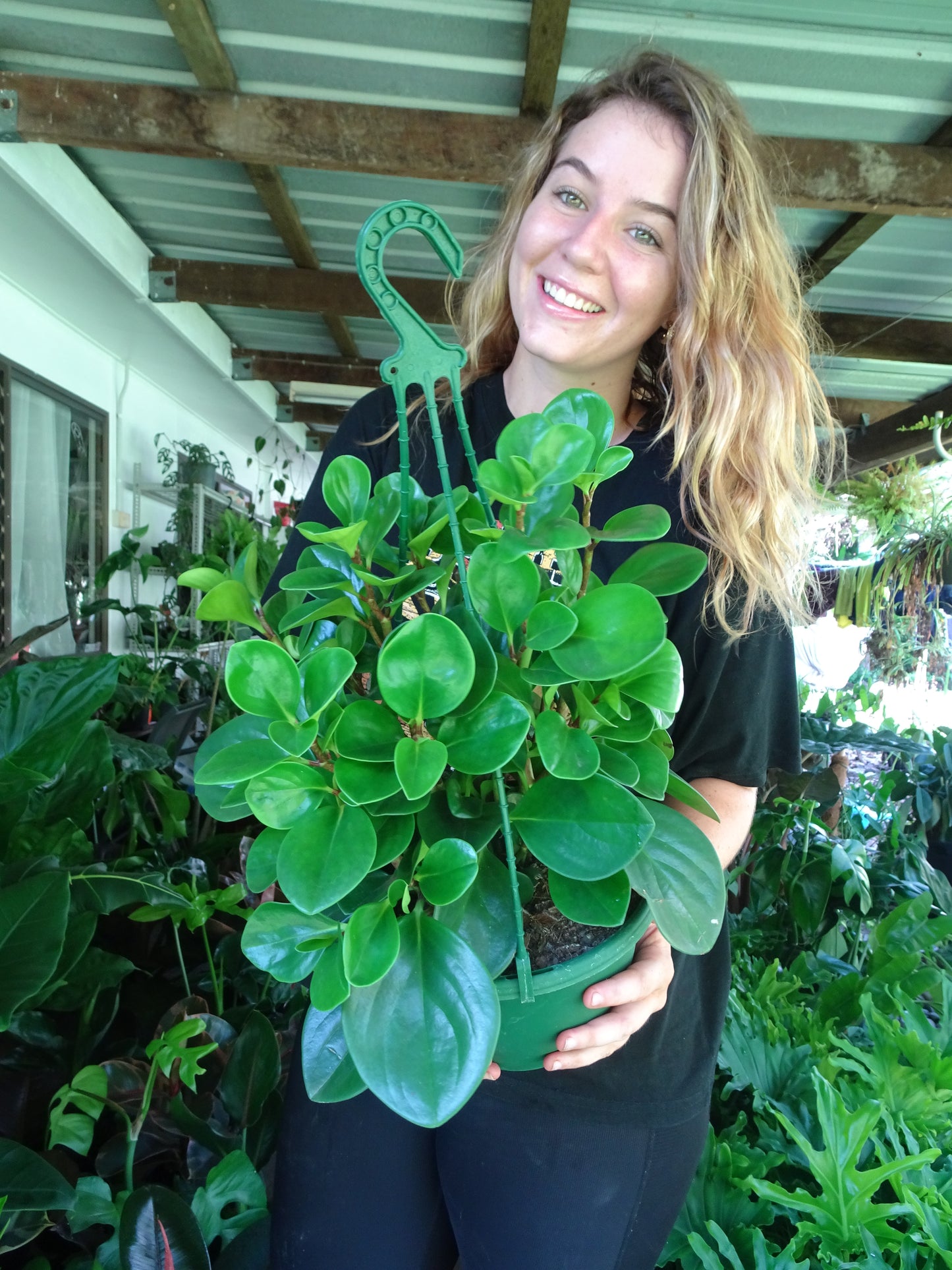 Peperomia Jade Hanging Basket