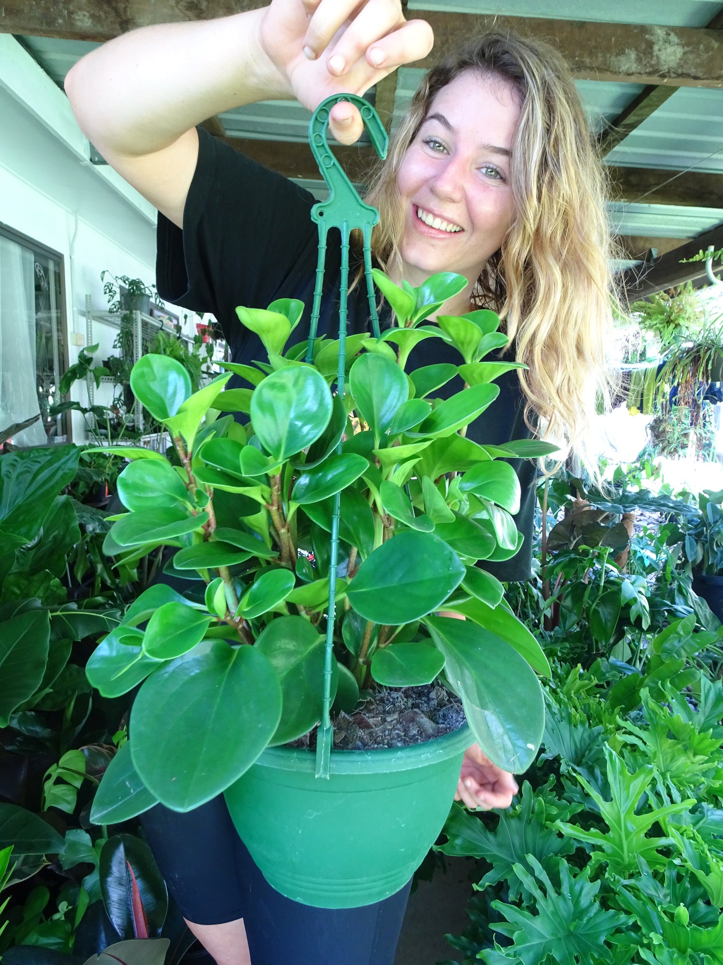 Peperomia Jade Hanging Basket