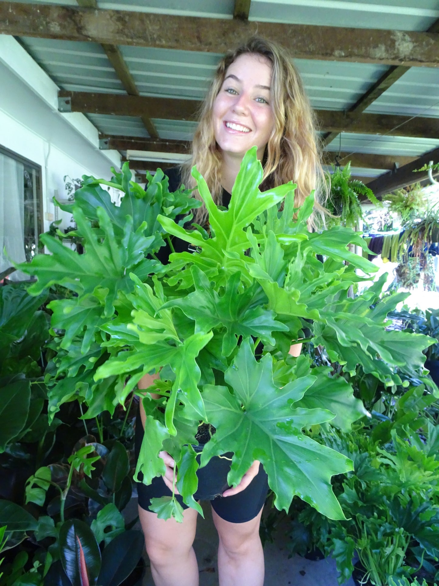 Philodendron Lickety Split