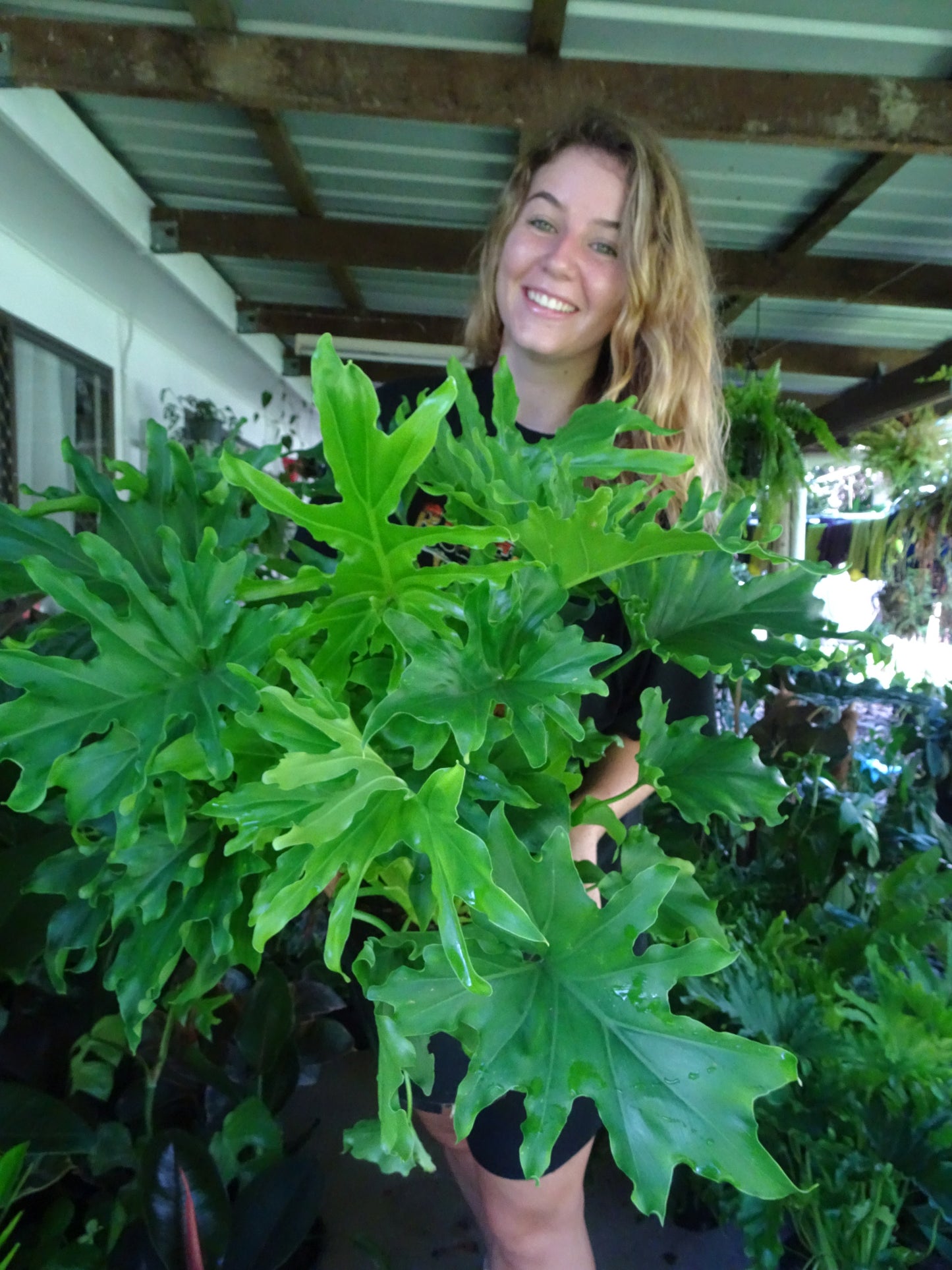 Philodendron Lickety Split