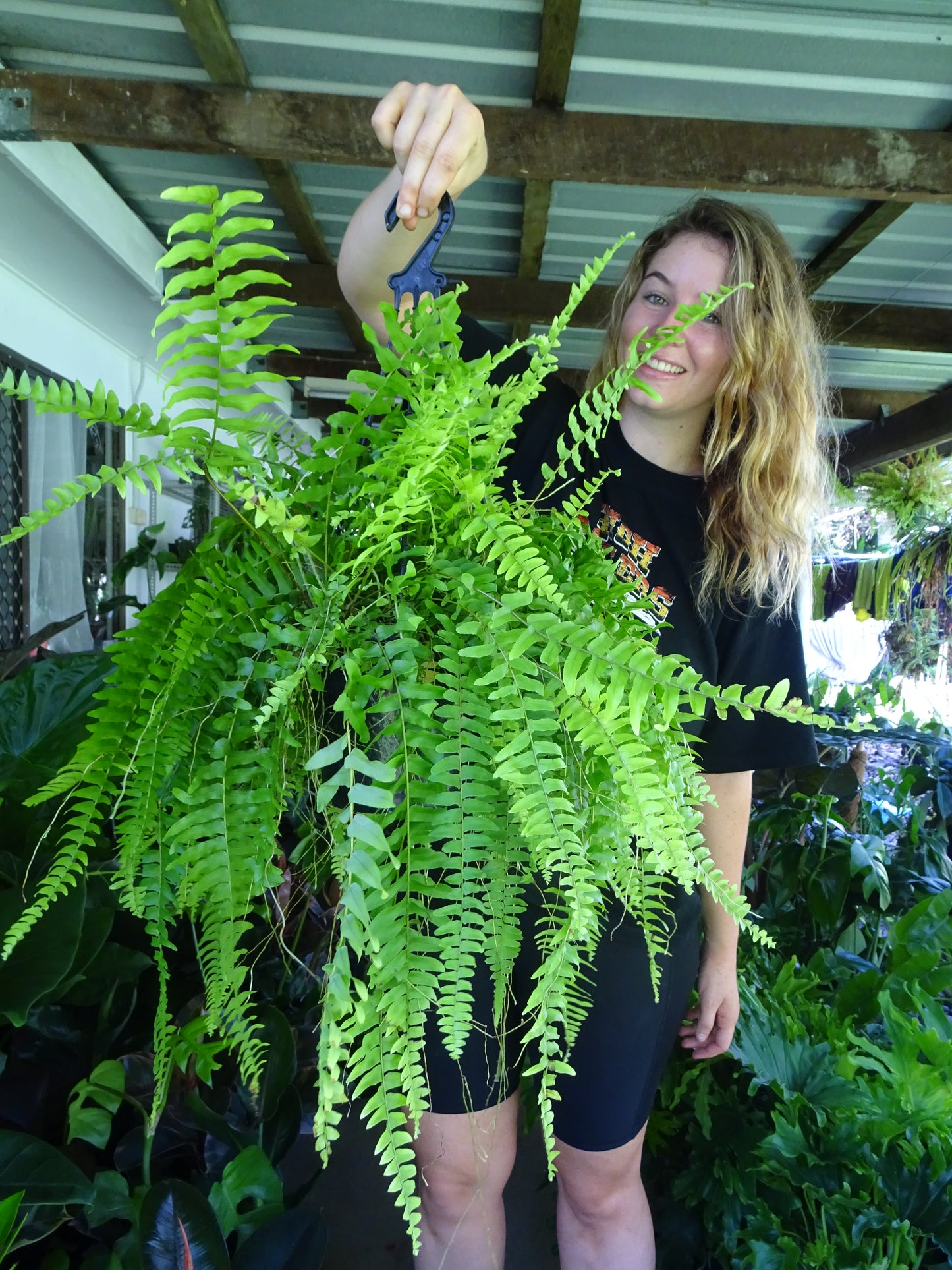 Boston Fern Hanger
