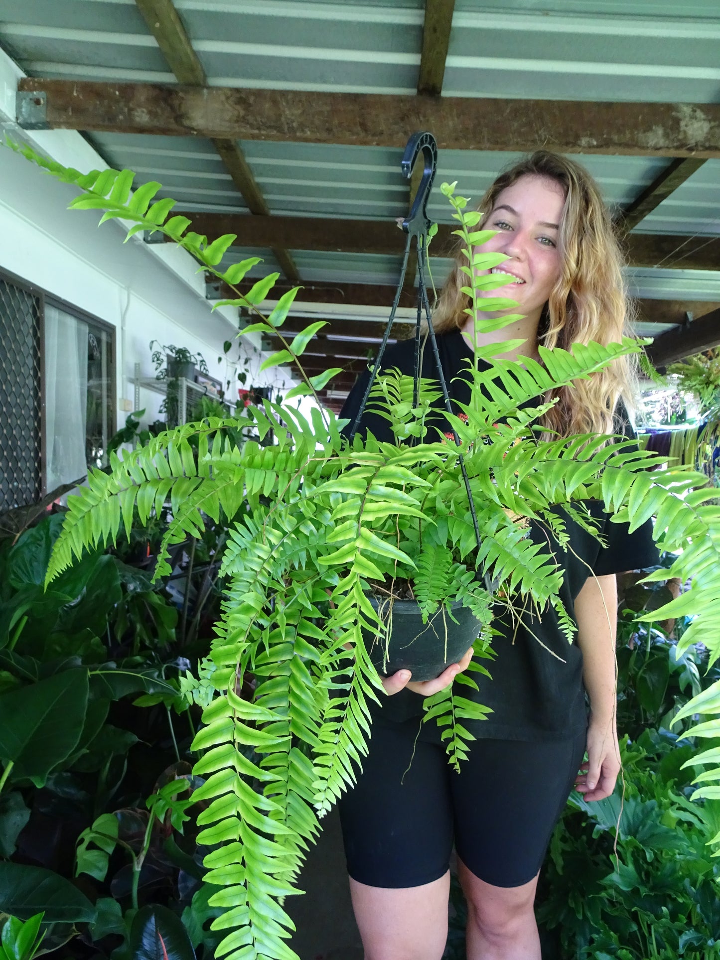 Macho Fern Hanger
