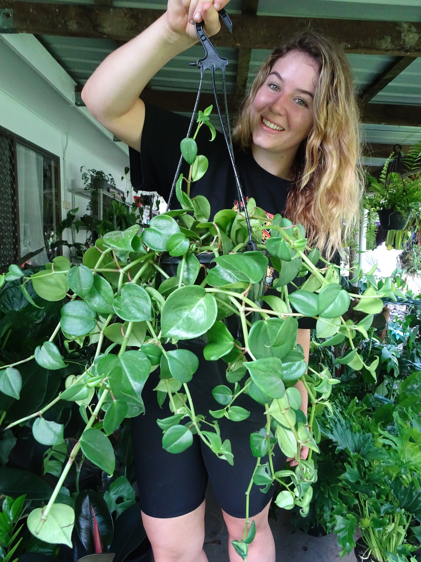 Peperomia Cupid Hanging Basket