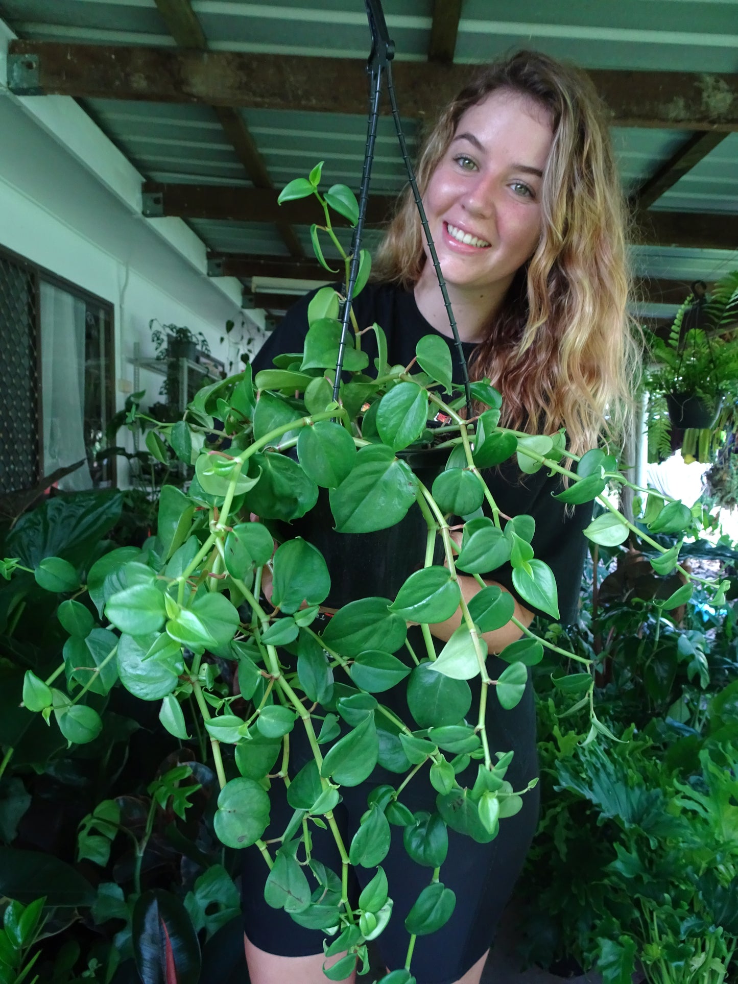 Peperomia Cupid Hanging Basket