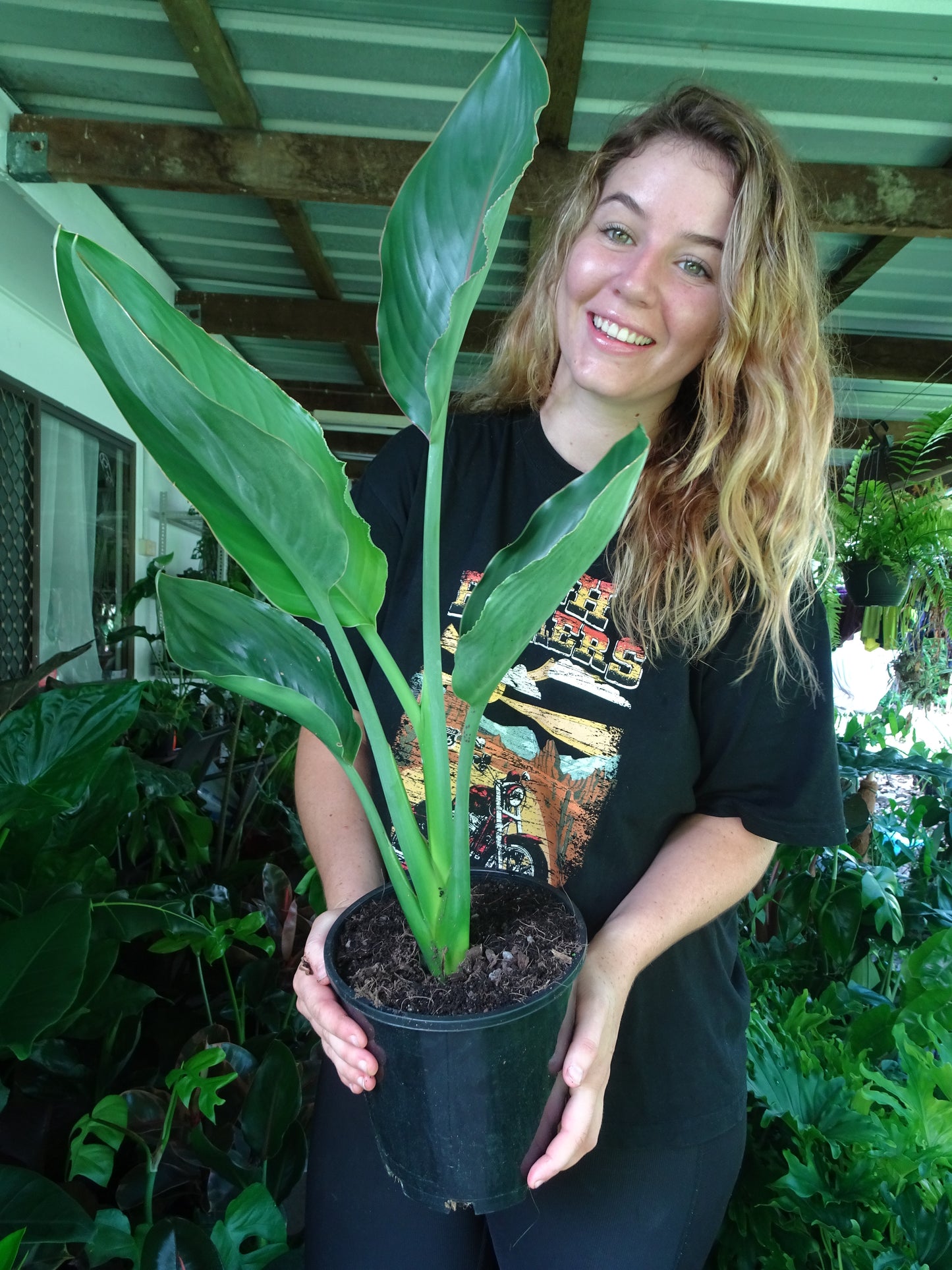 Strelitzia Reginae (Bird of Paradise)