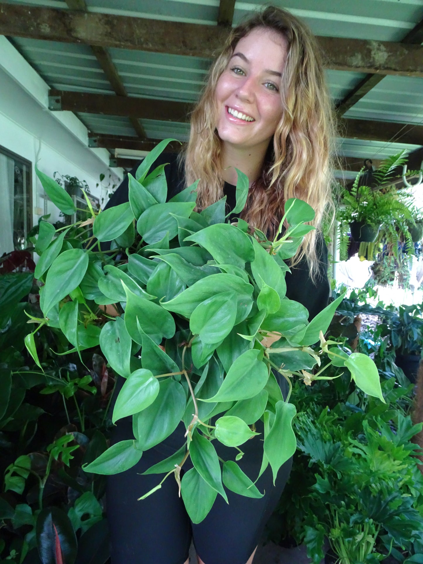 Philodendron Emerald