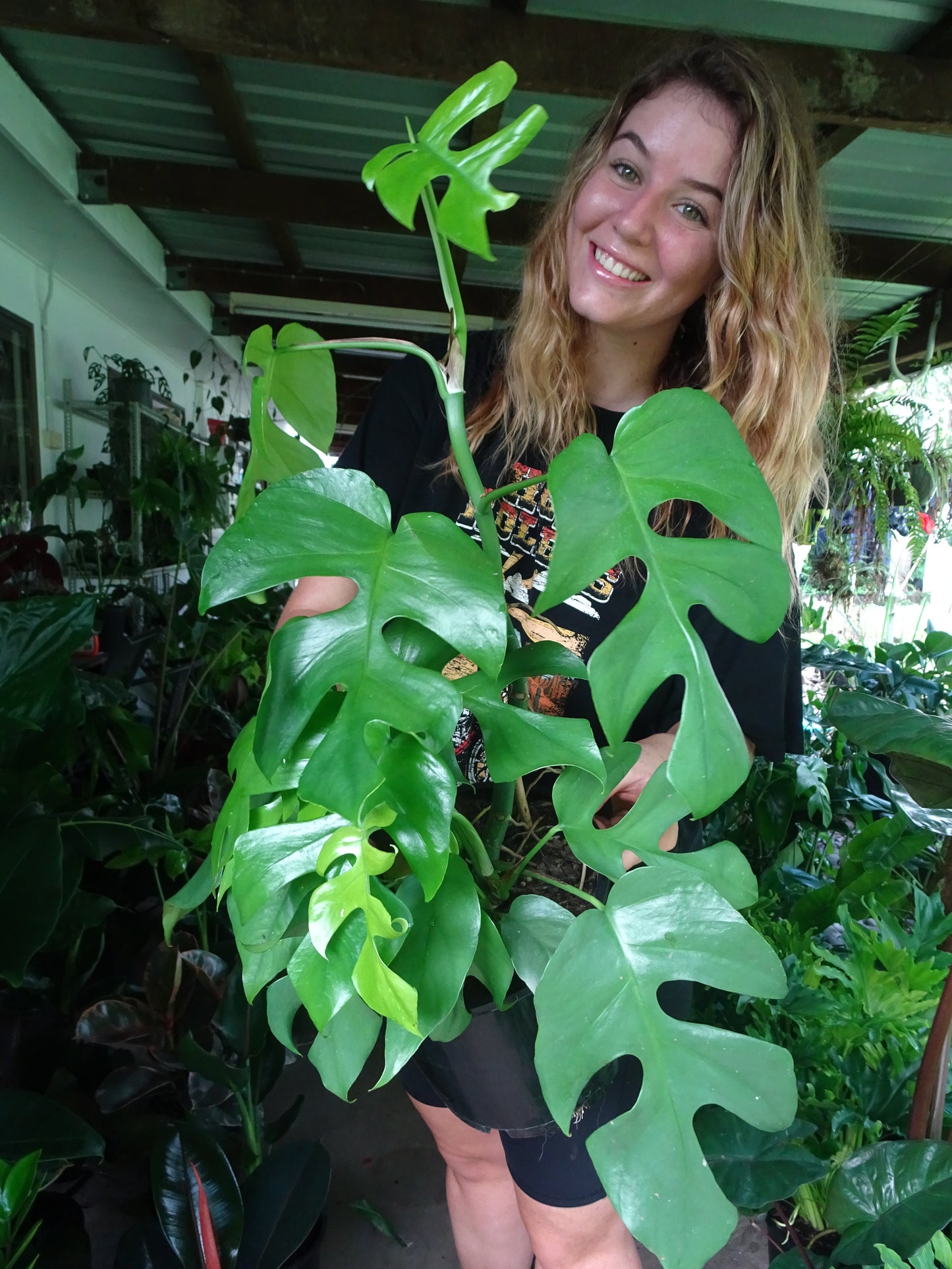 Philodendron Minima