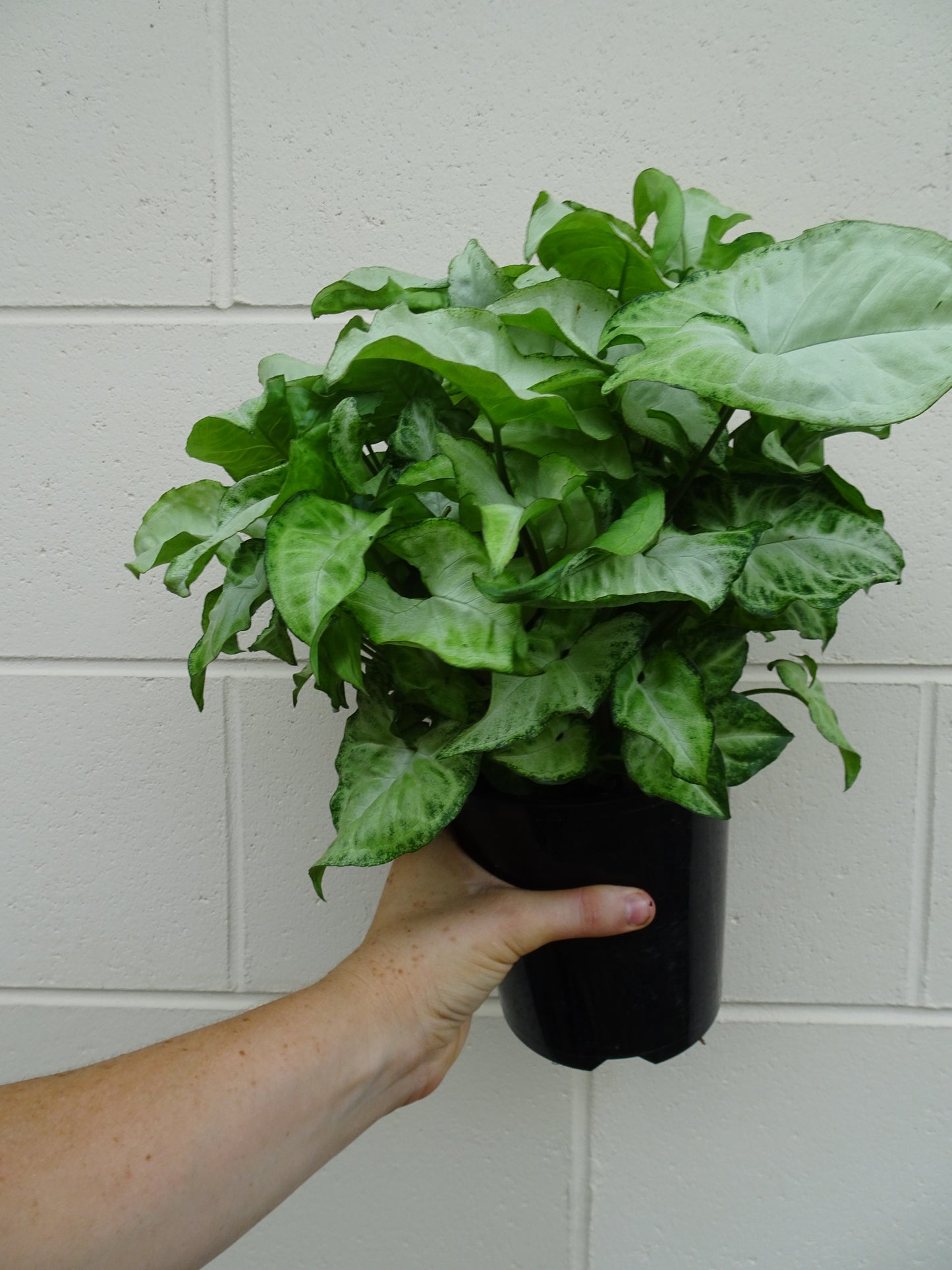 Syngonium Snow White