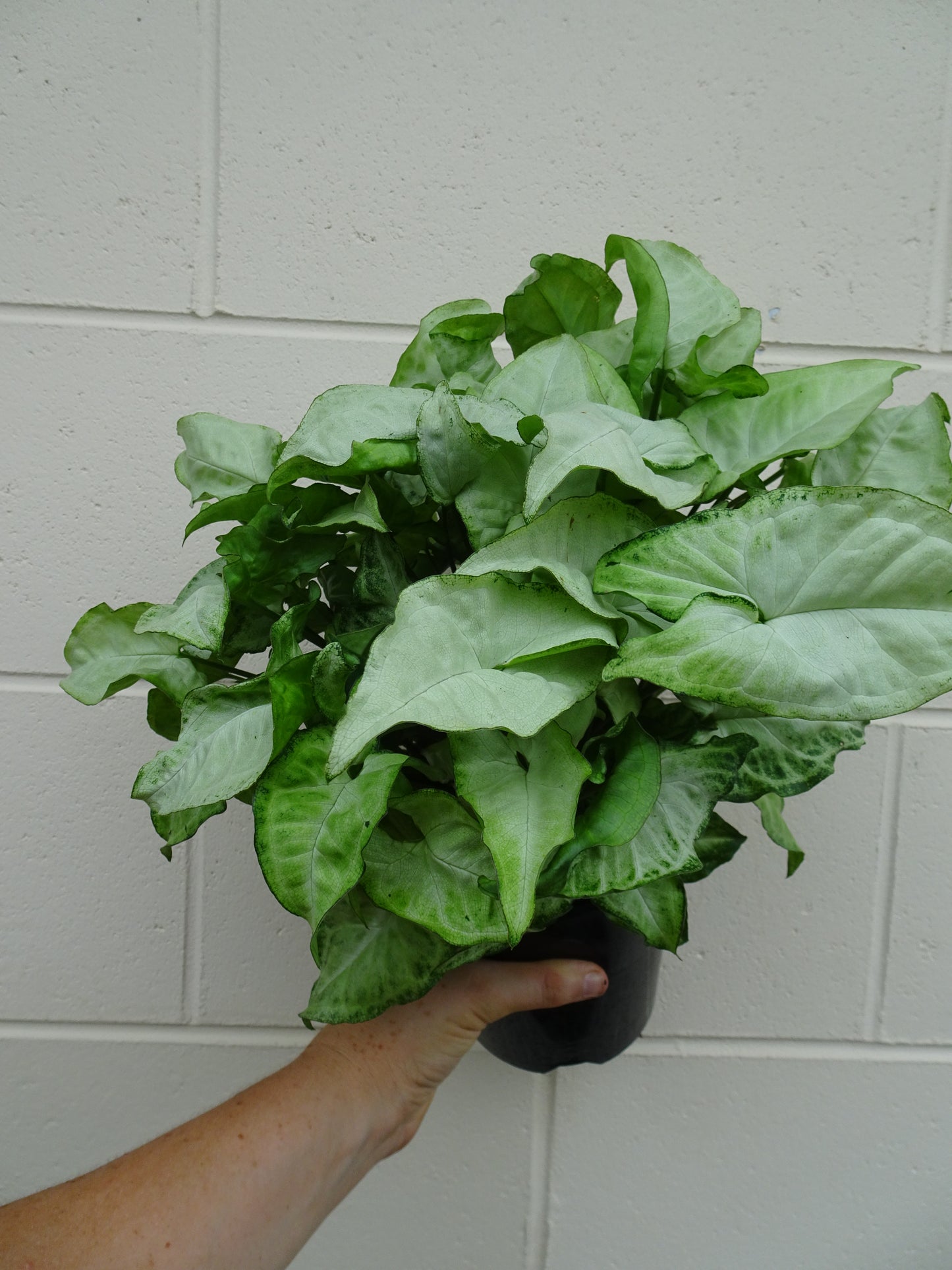 Syngonium Snow White