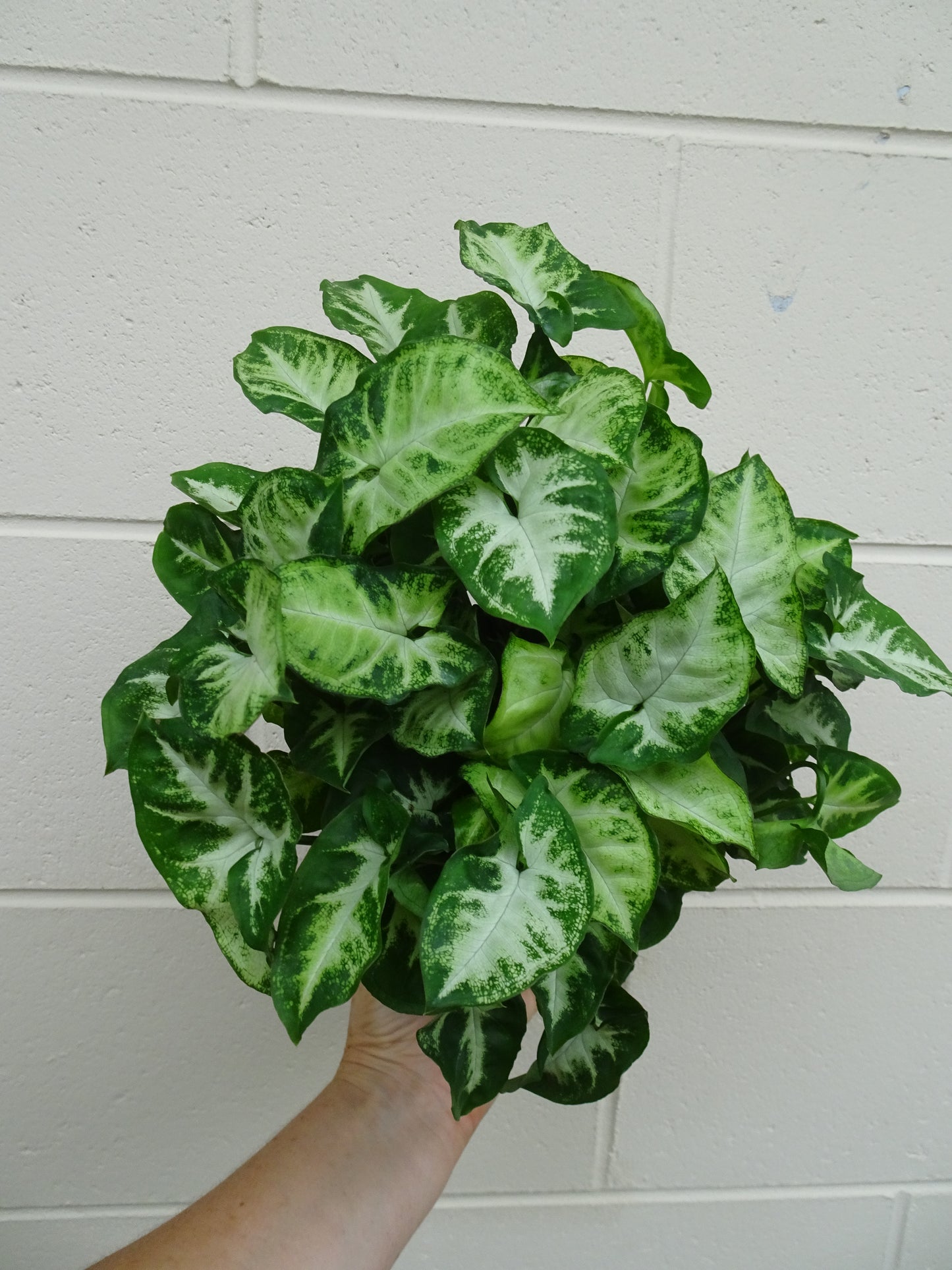 Syngonium White Butterfly