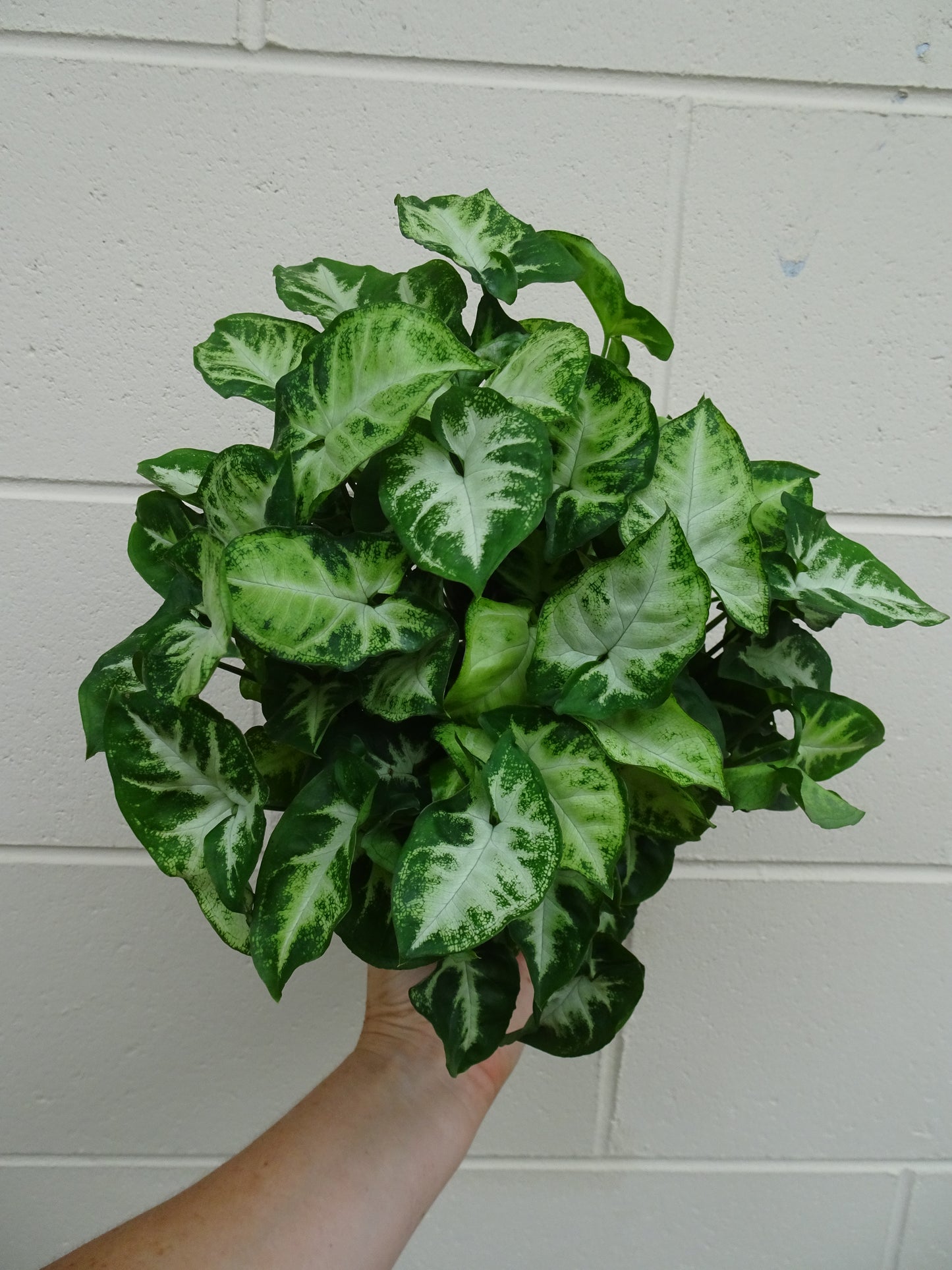 Syngonium White Butterfly