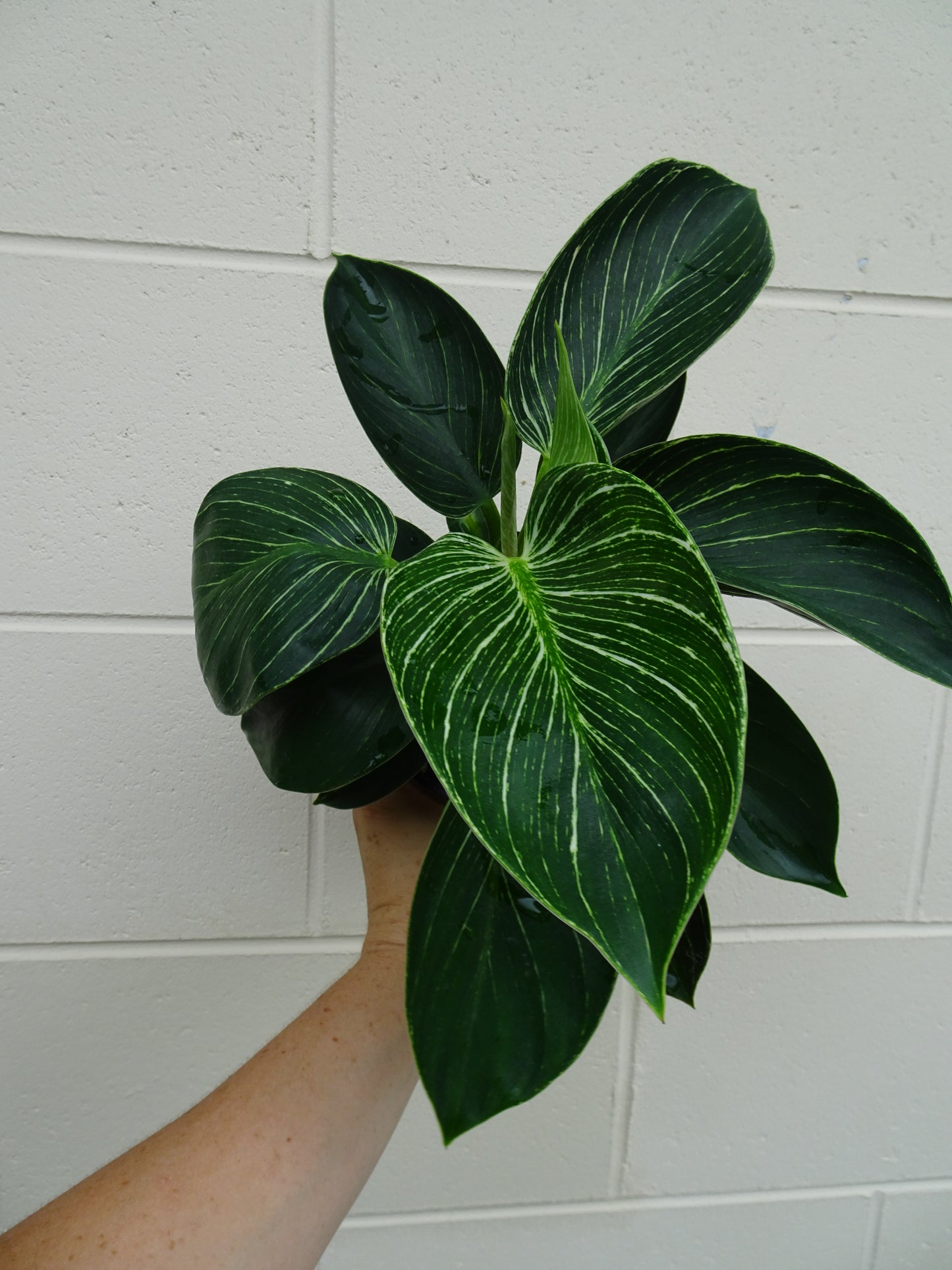Philodendron Birkin