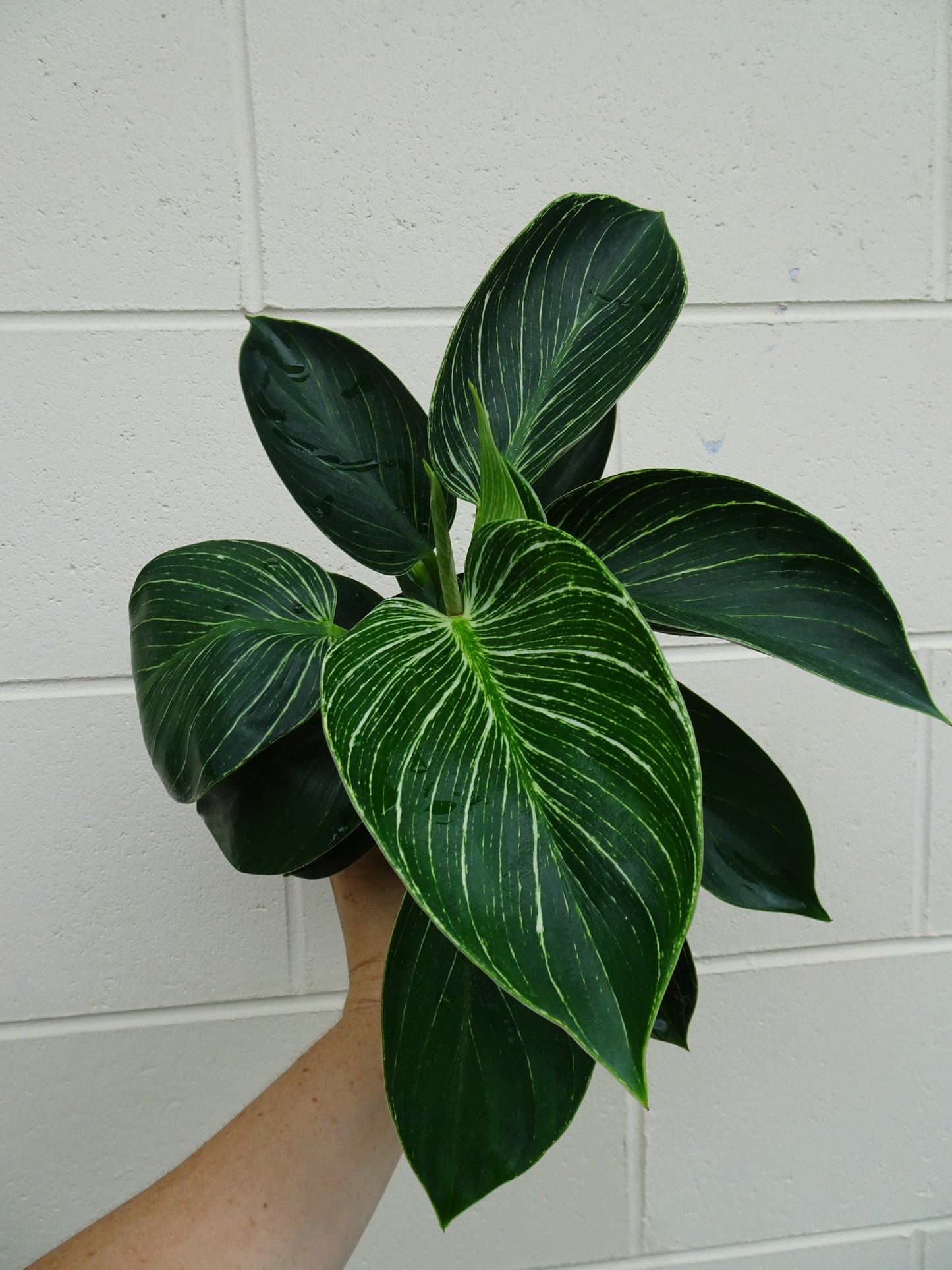 Philodendron Birkin
