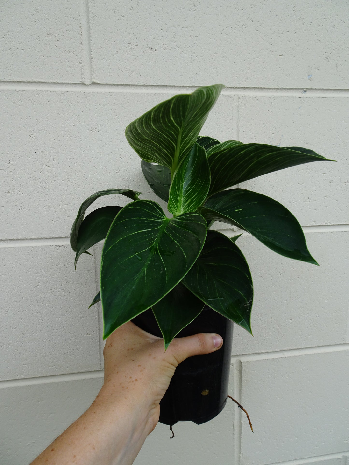Philodendron Birkin