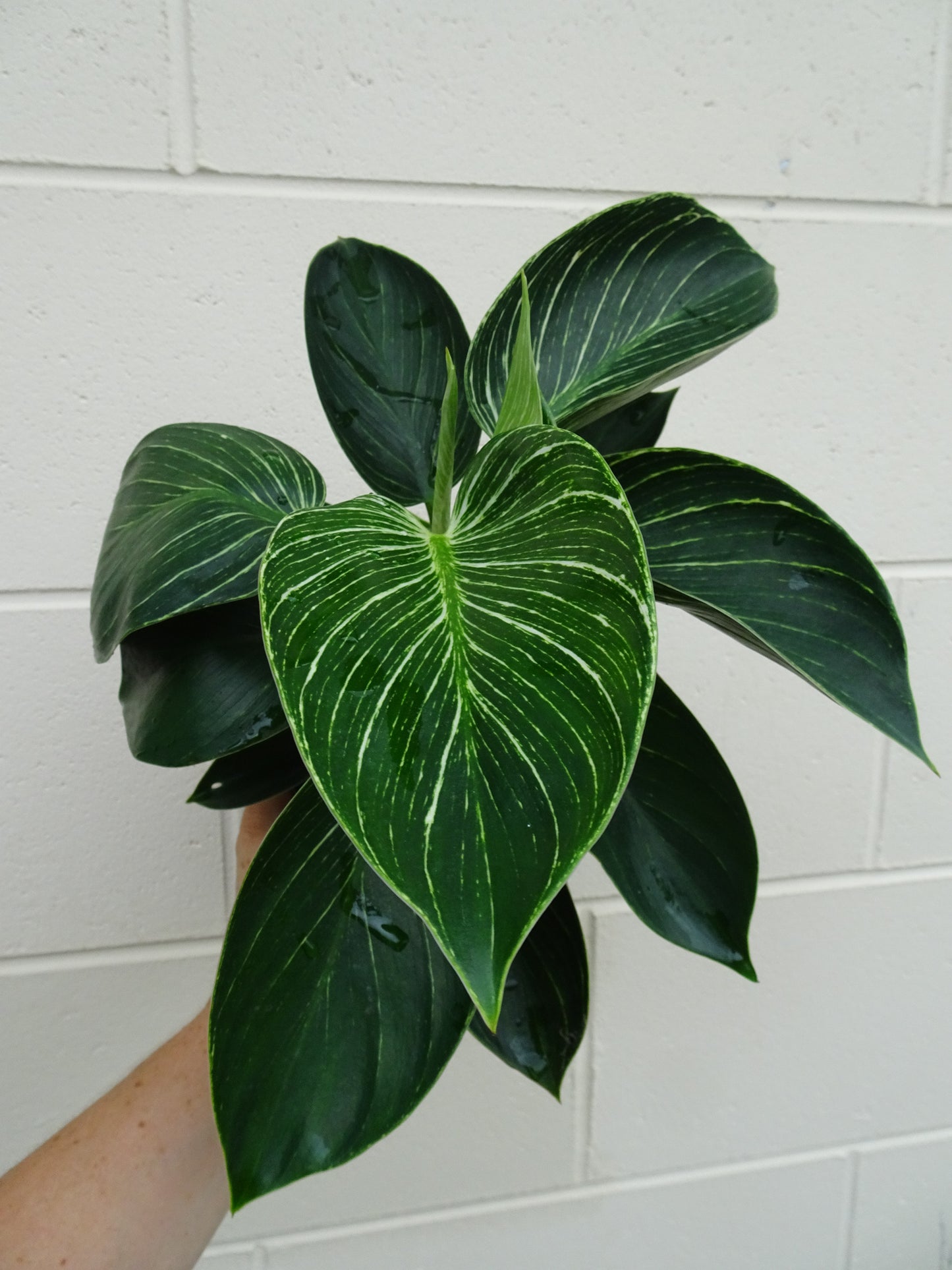 Philodendron Birkin