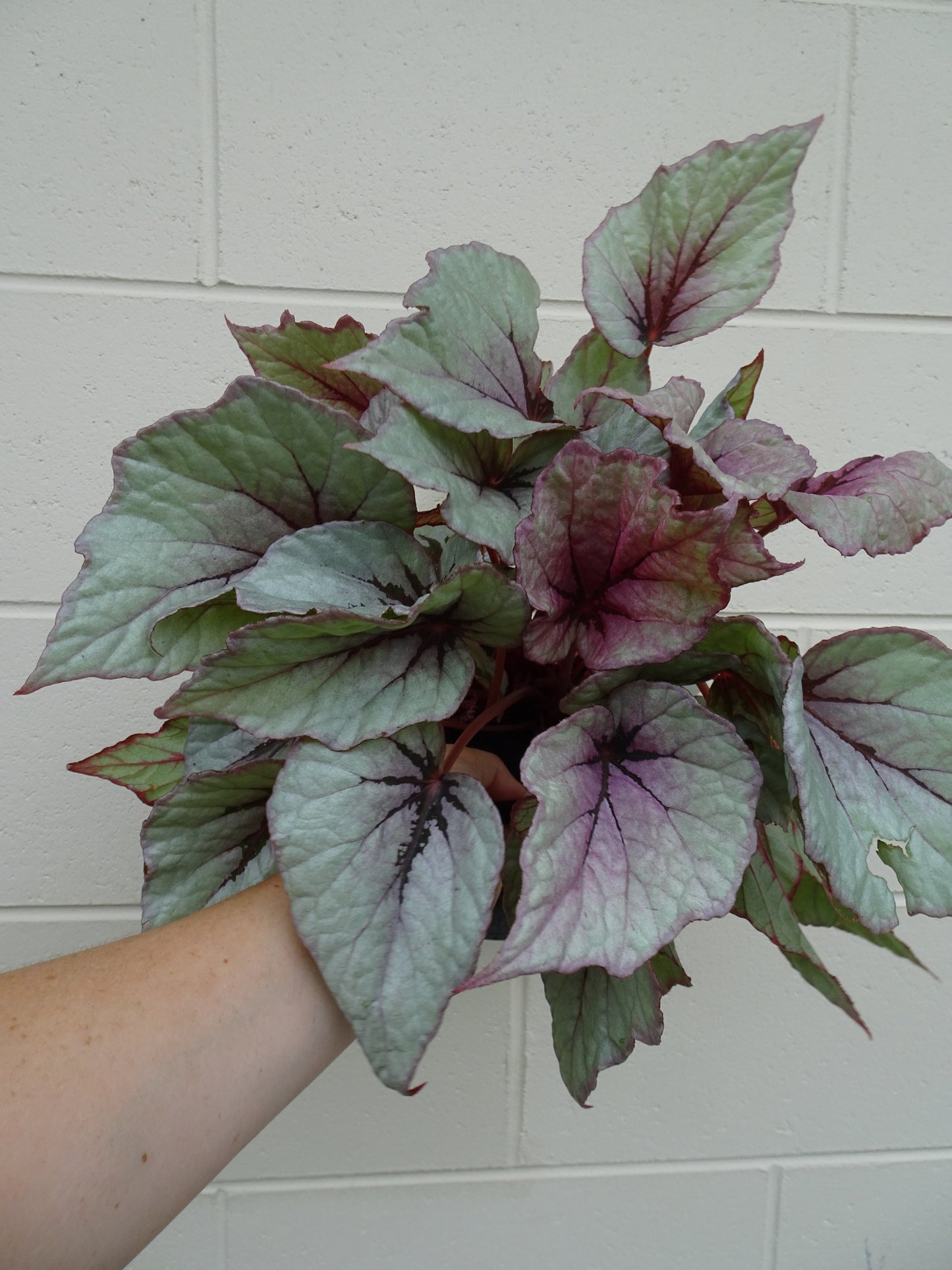 Begonia Indian Summer