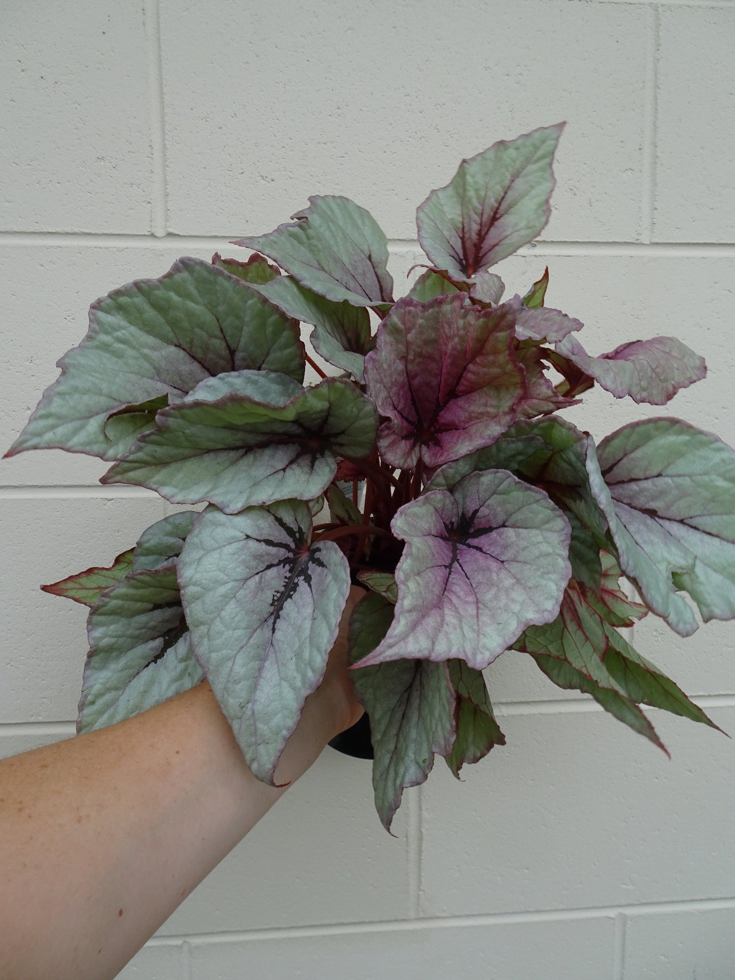 Begonia Indian Summer
