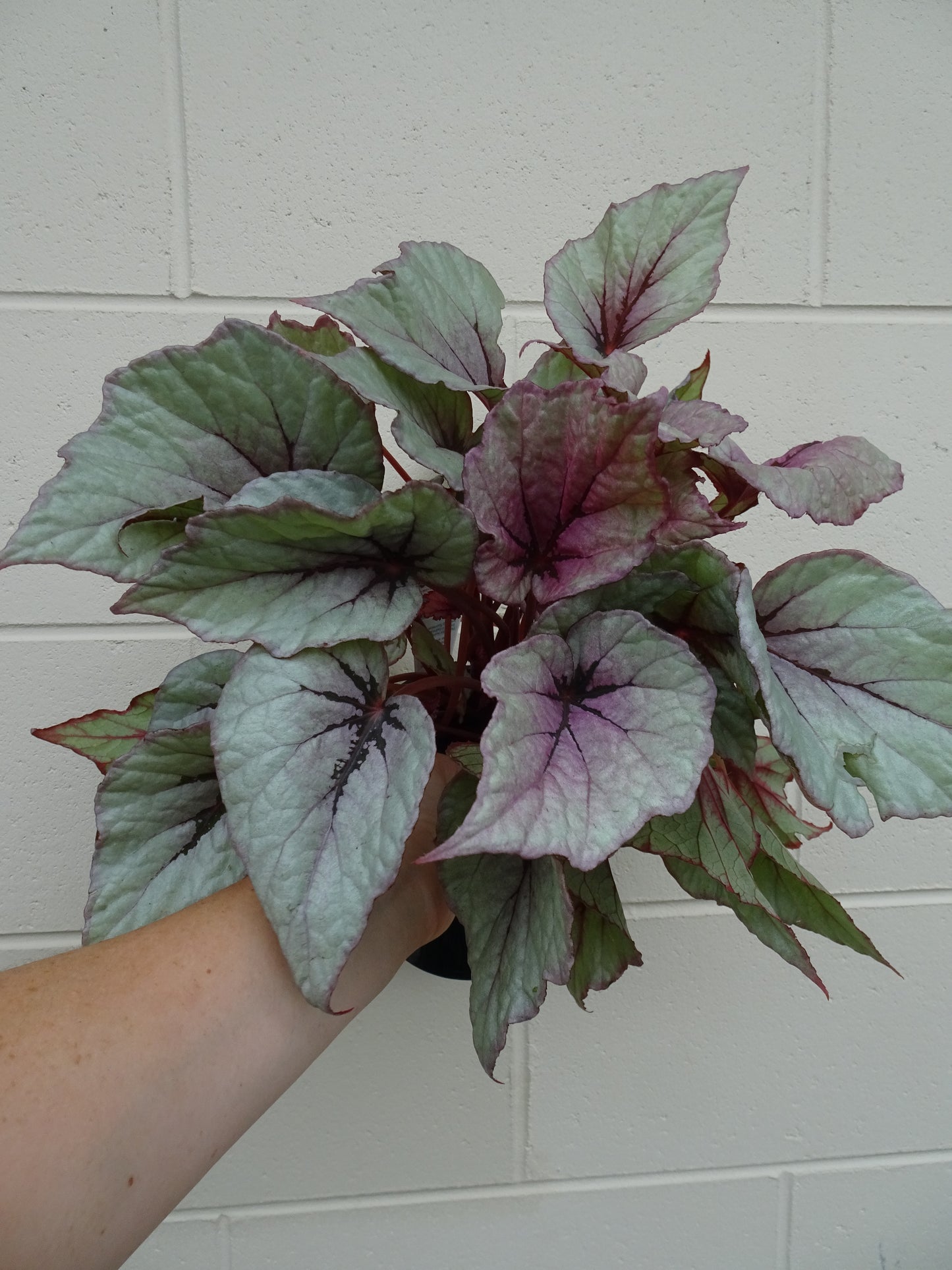 Begonia Indian Summer