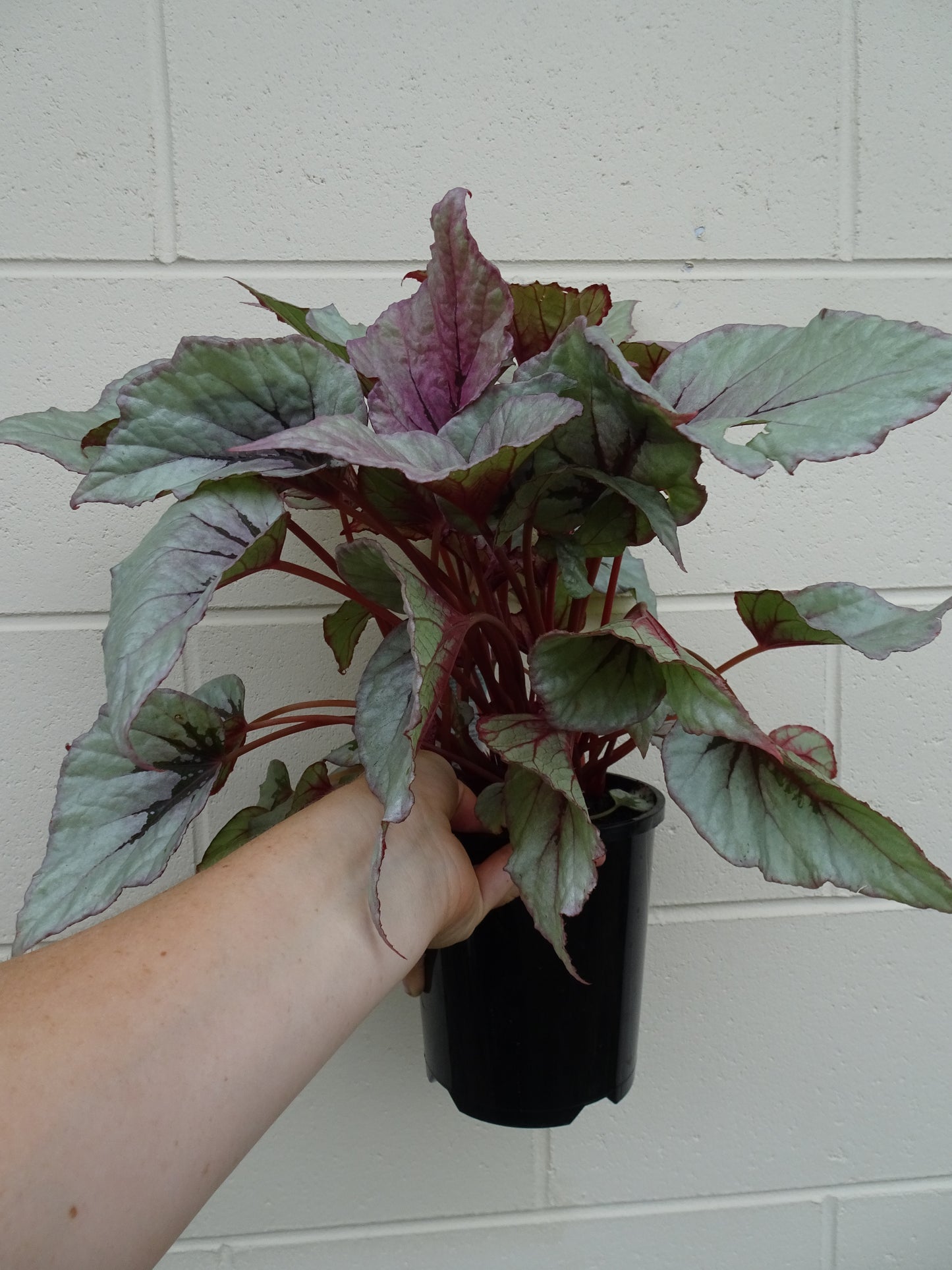 Begonia Indian Summer