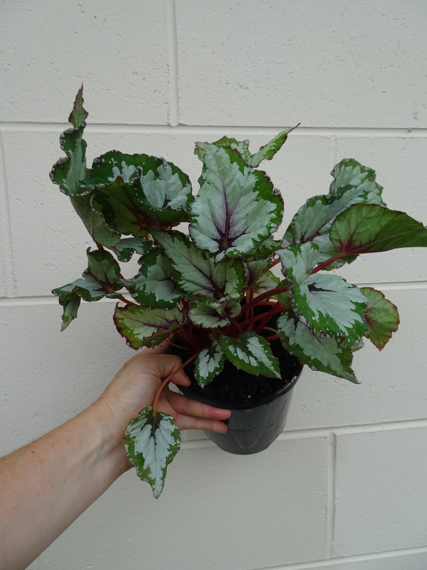 Begonia Alaska Creek