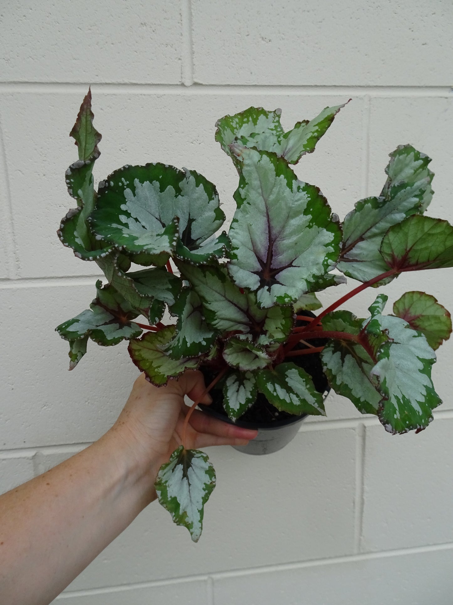 Begonia Alaska Creek