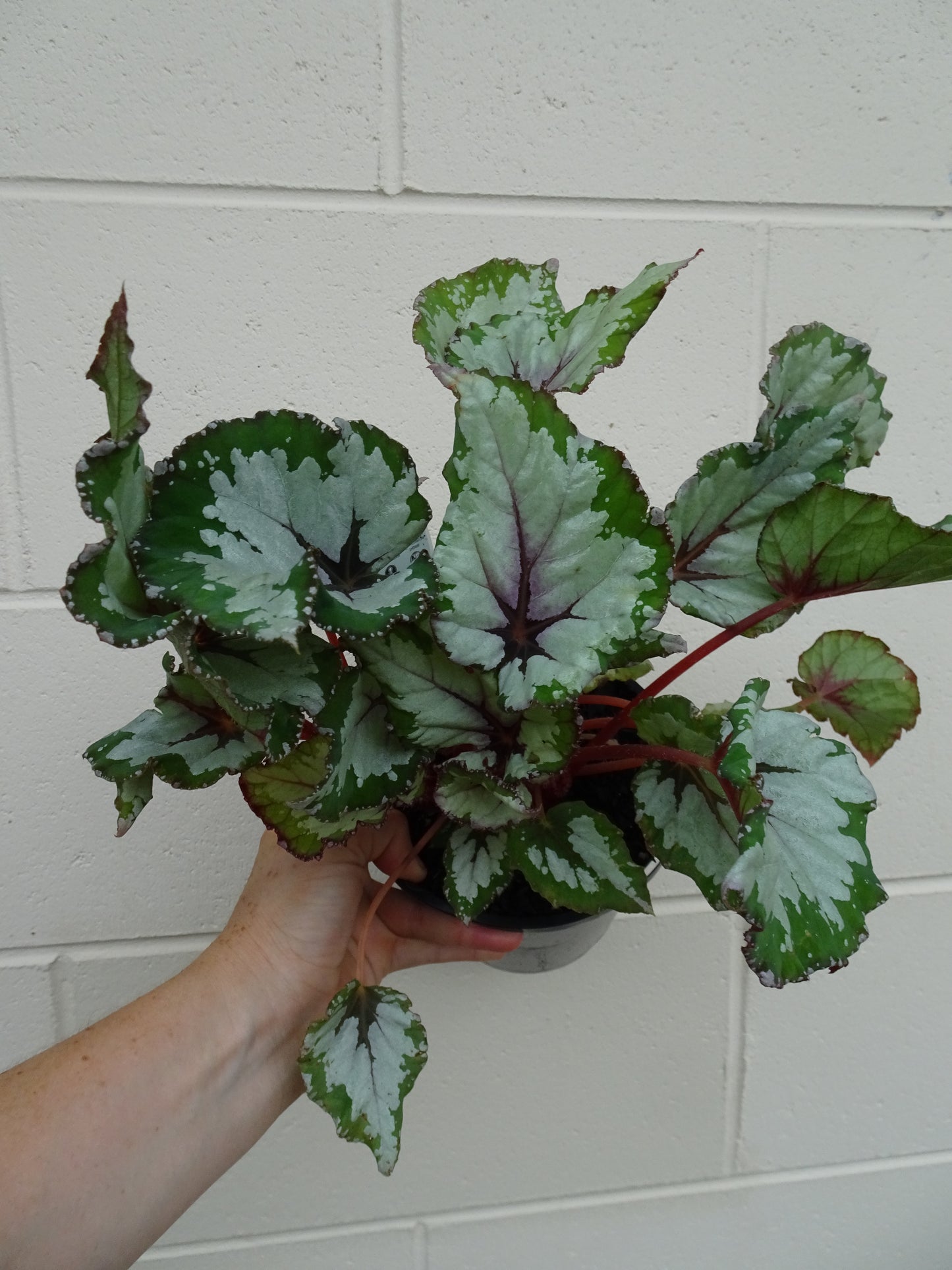 Begonia Alaska Creek