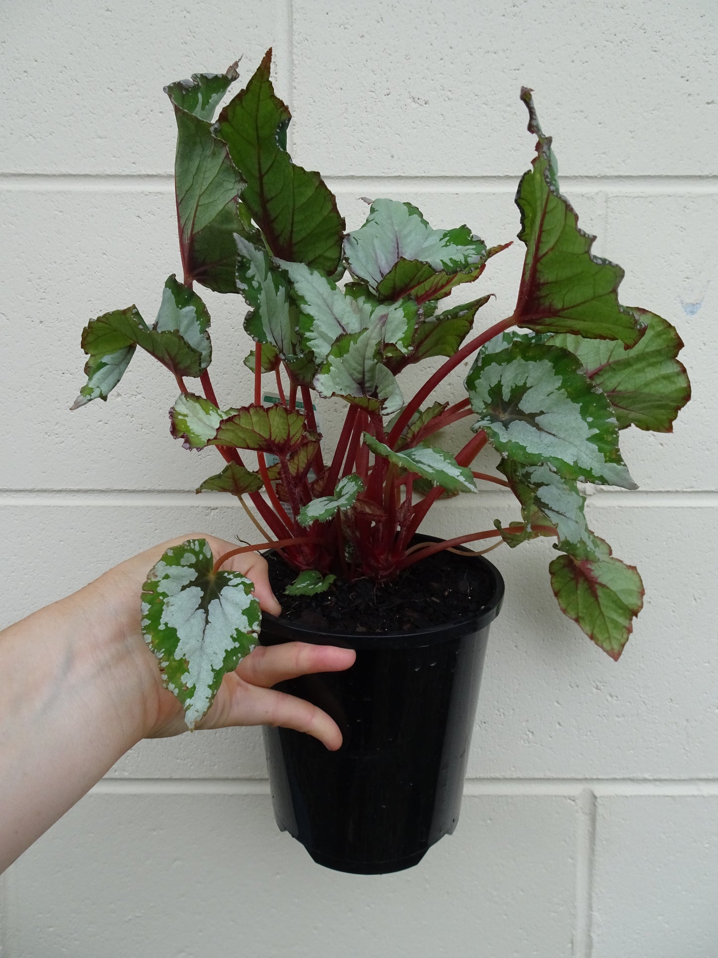 Begonia Alaska Creek