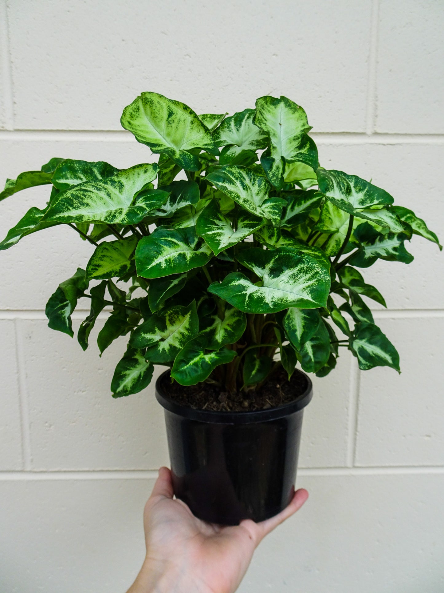 Syngonium Whitebutterfly