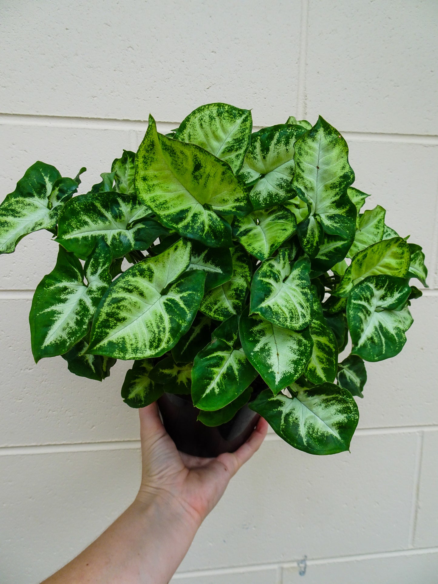 Syngonium Whitebutterfly