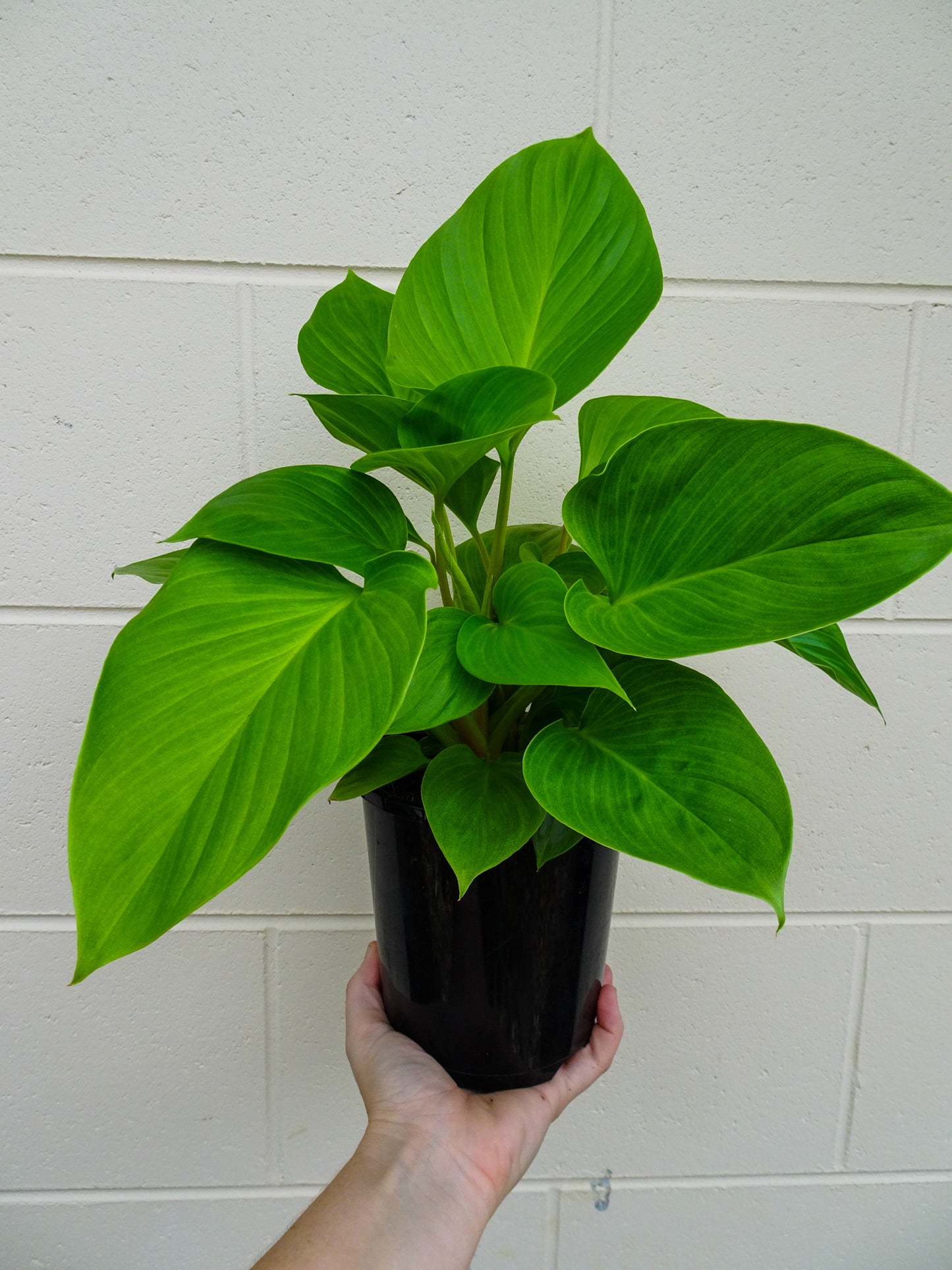 Homalomena Sunshine Gem