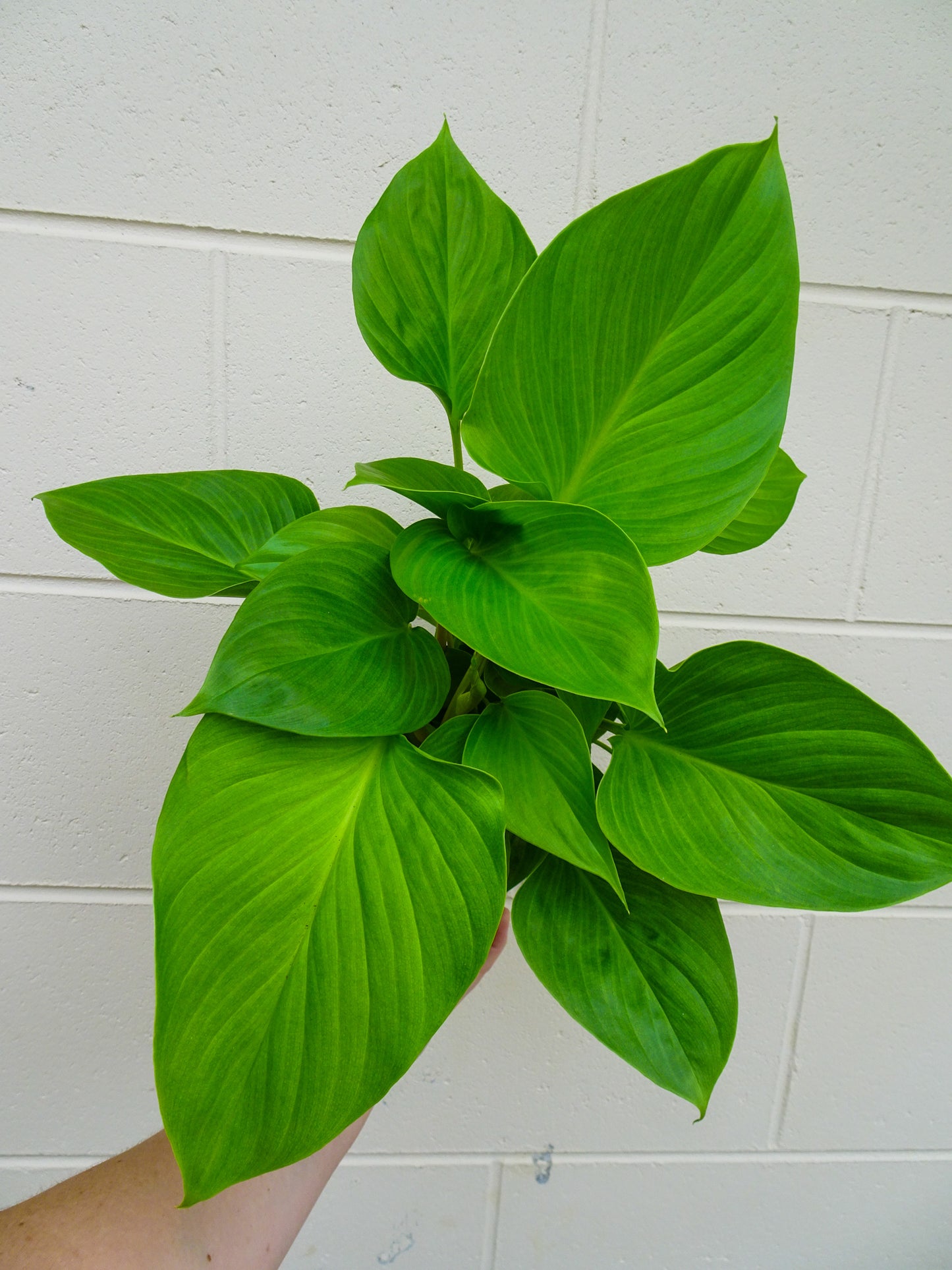 Homalomena Sunshine Gem