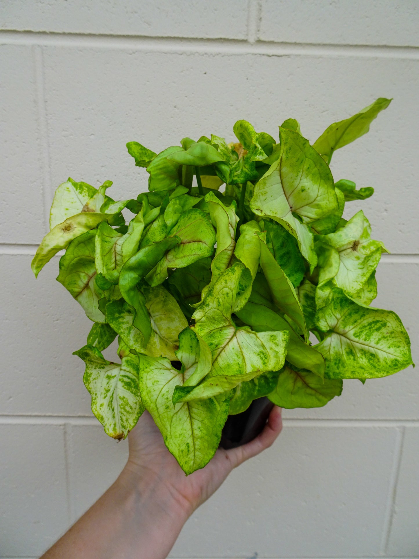 Syngonium Mango Allusion
