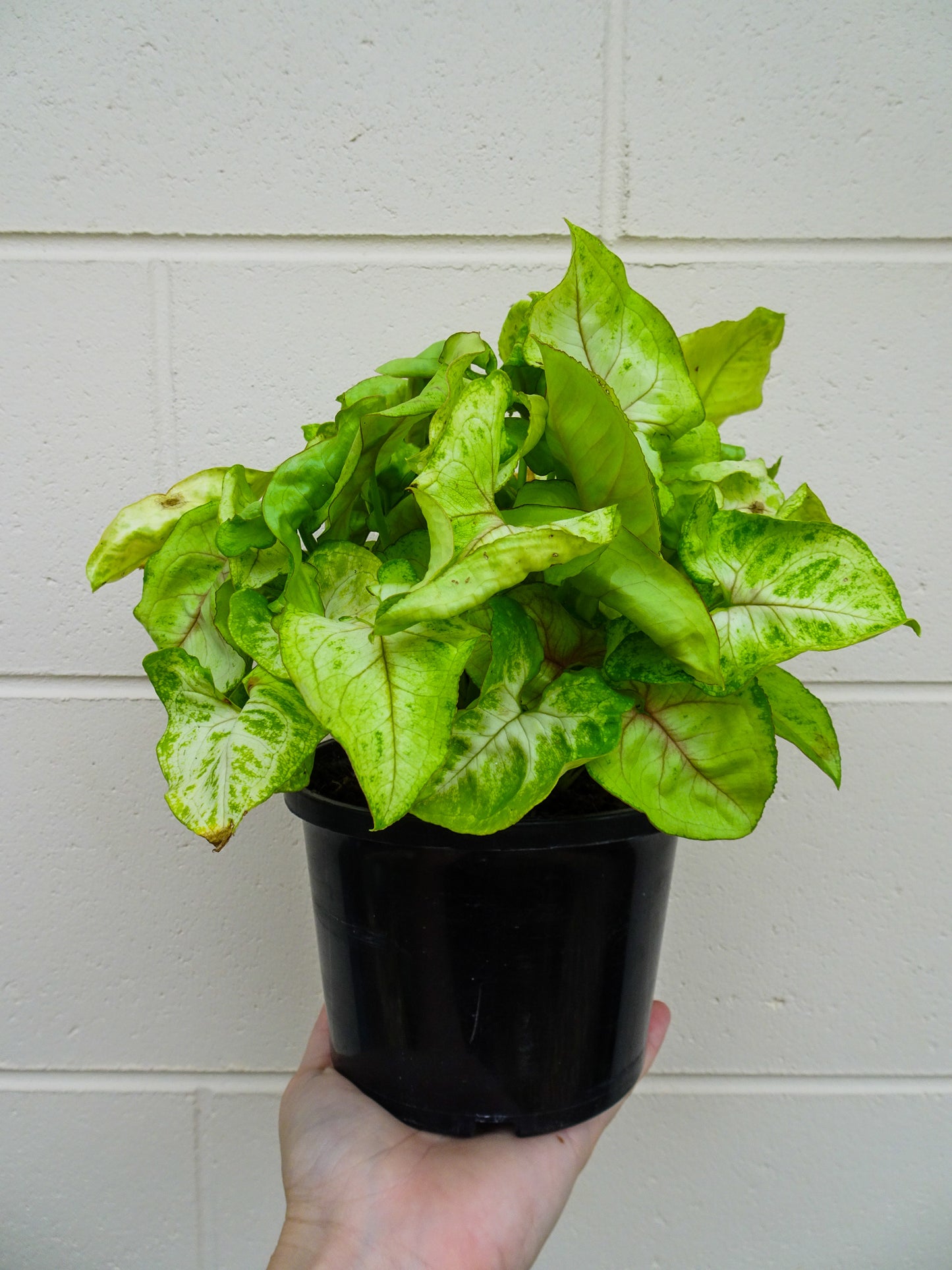 Syngonium Mango Allusion