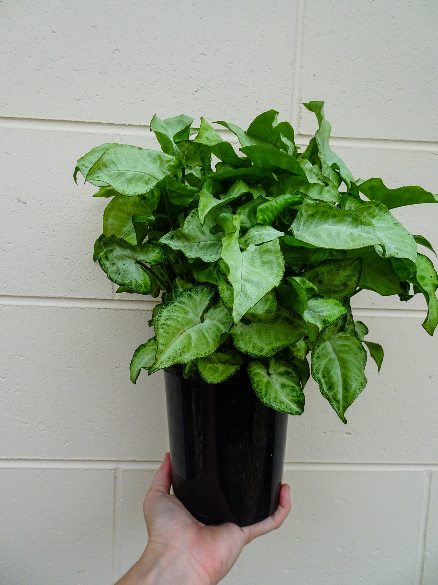Syngonium Snow White