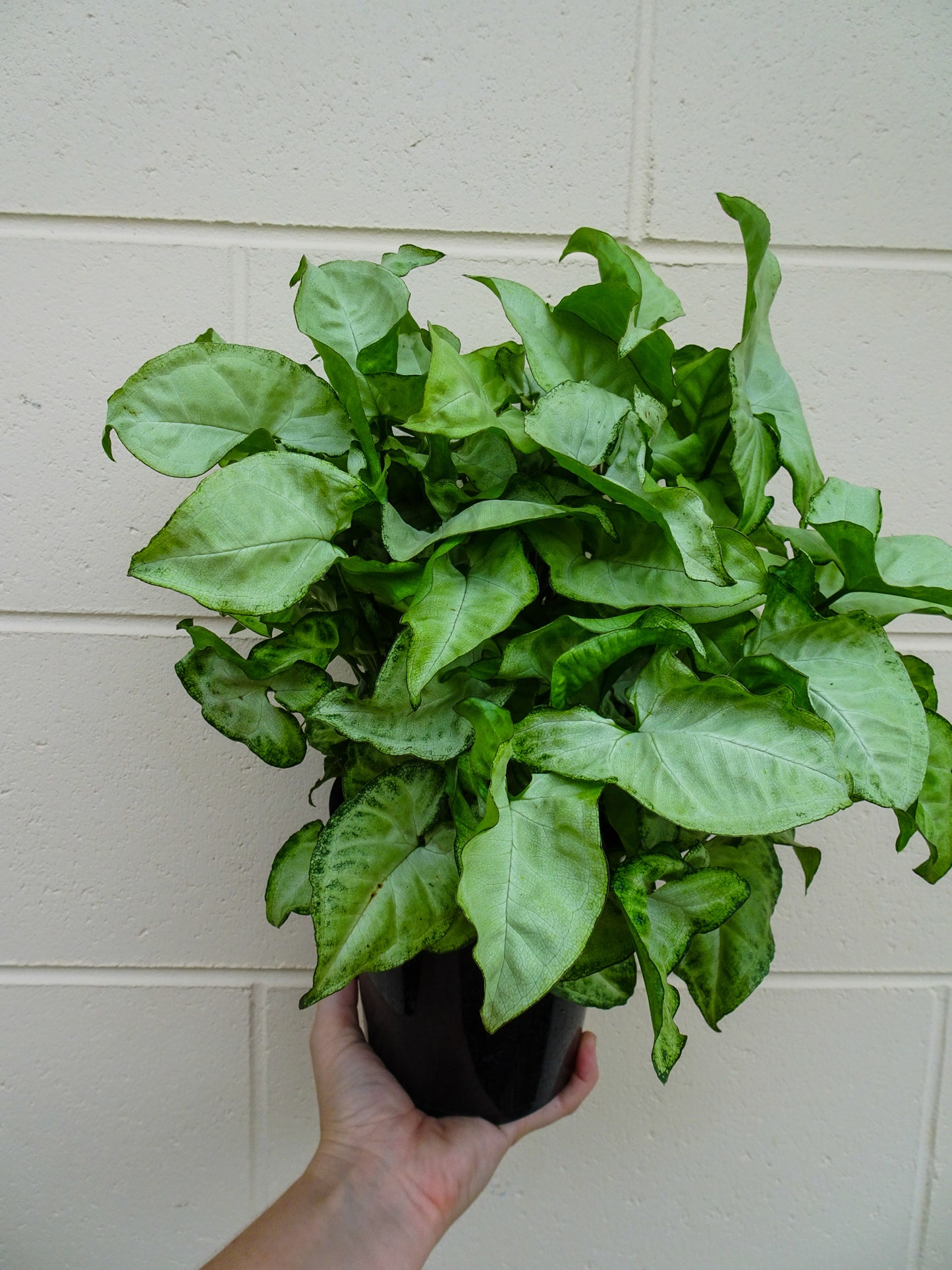 Syngonium Snow White