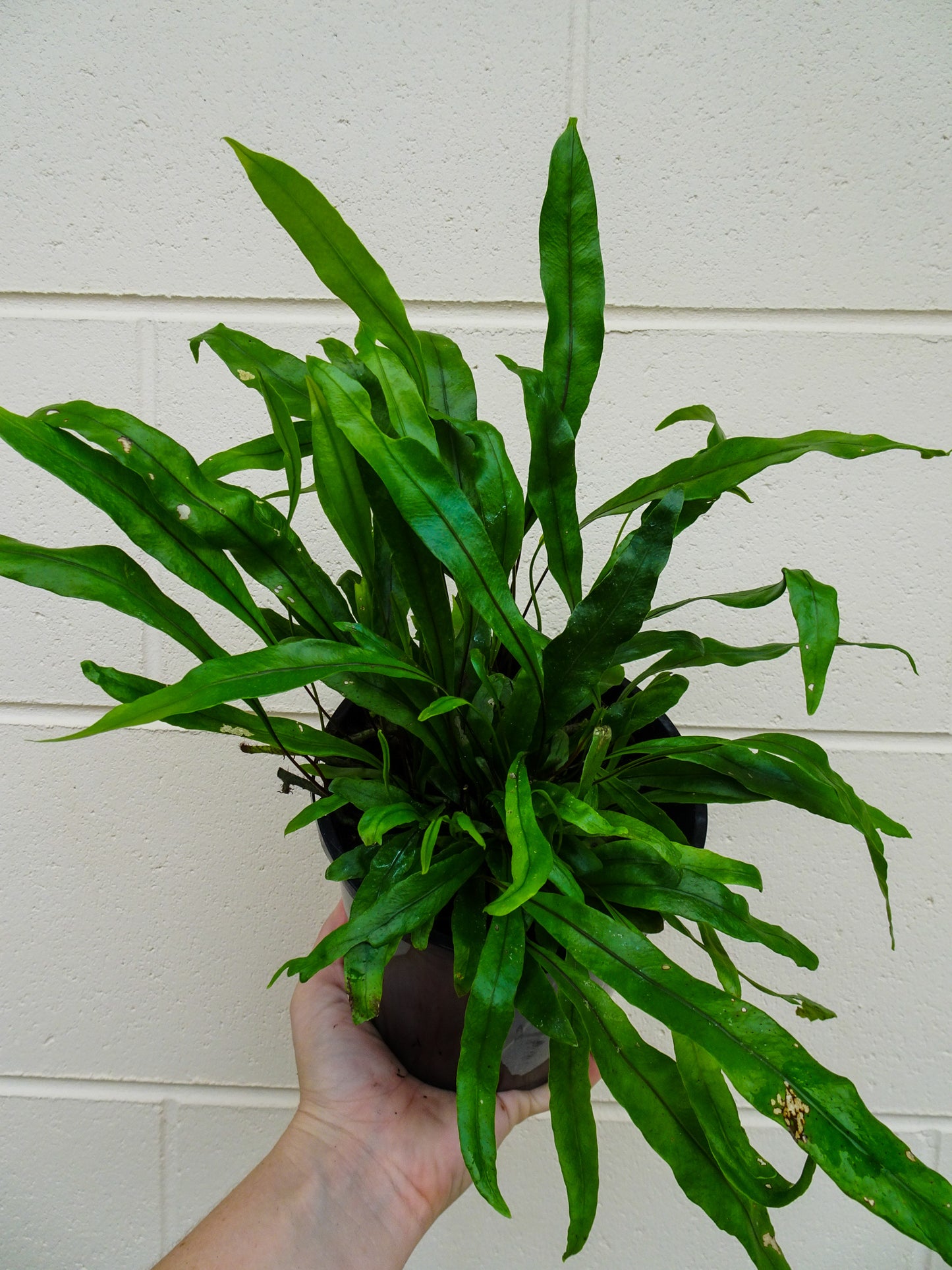 Kangaroo Fern