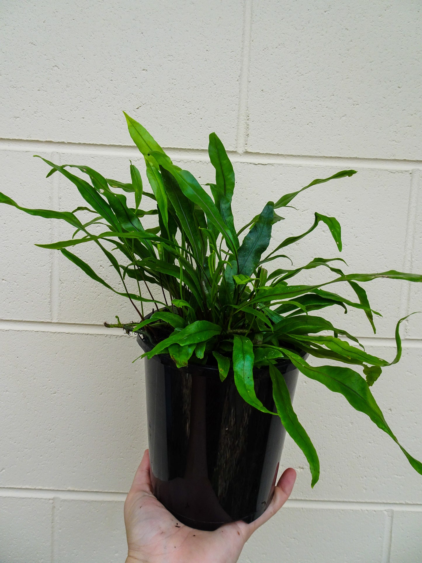 Kangaroo Fern