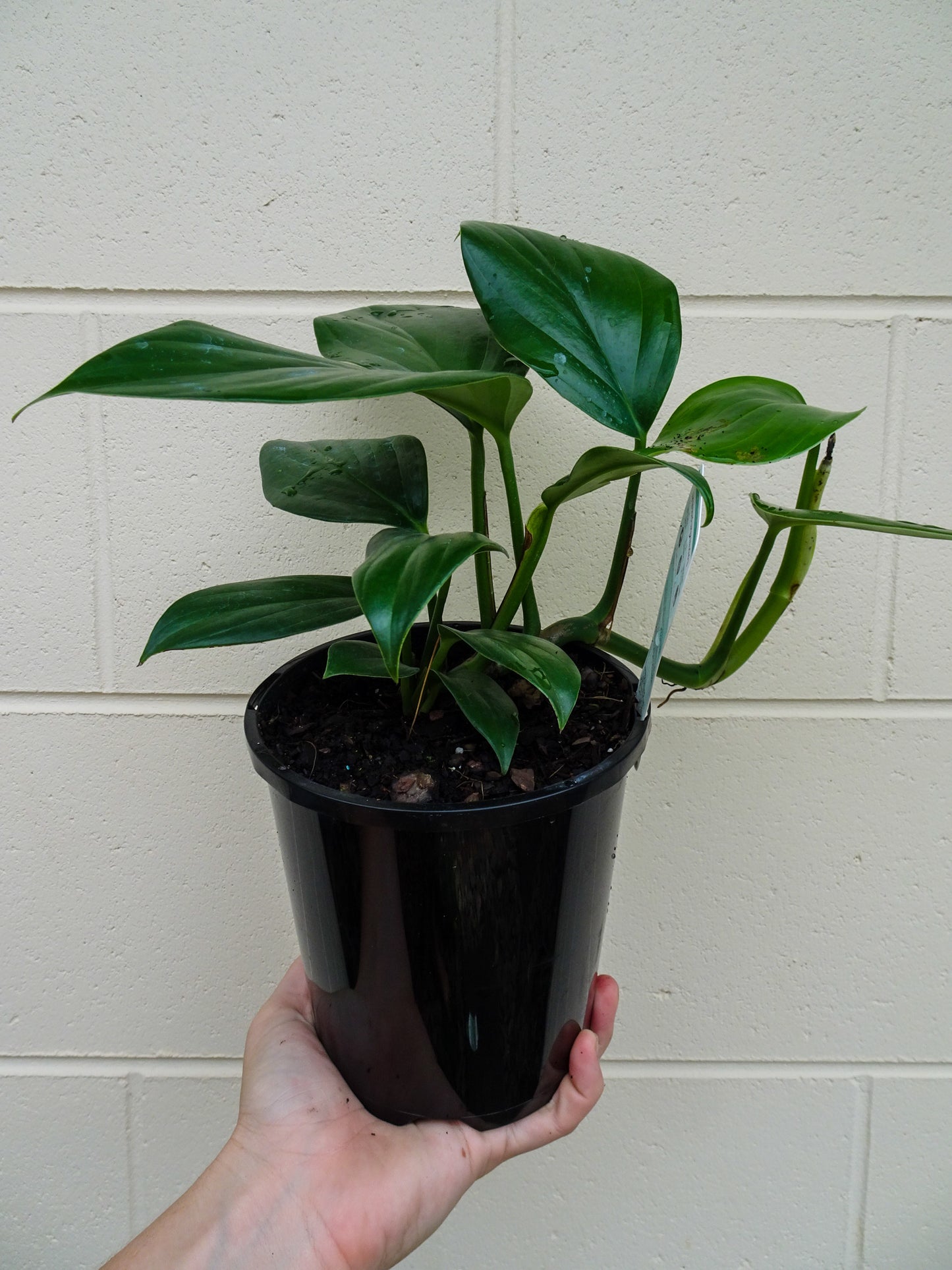 Epipremnum QLD Monsteria