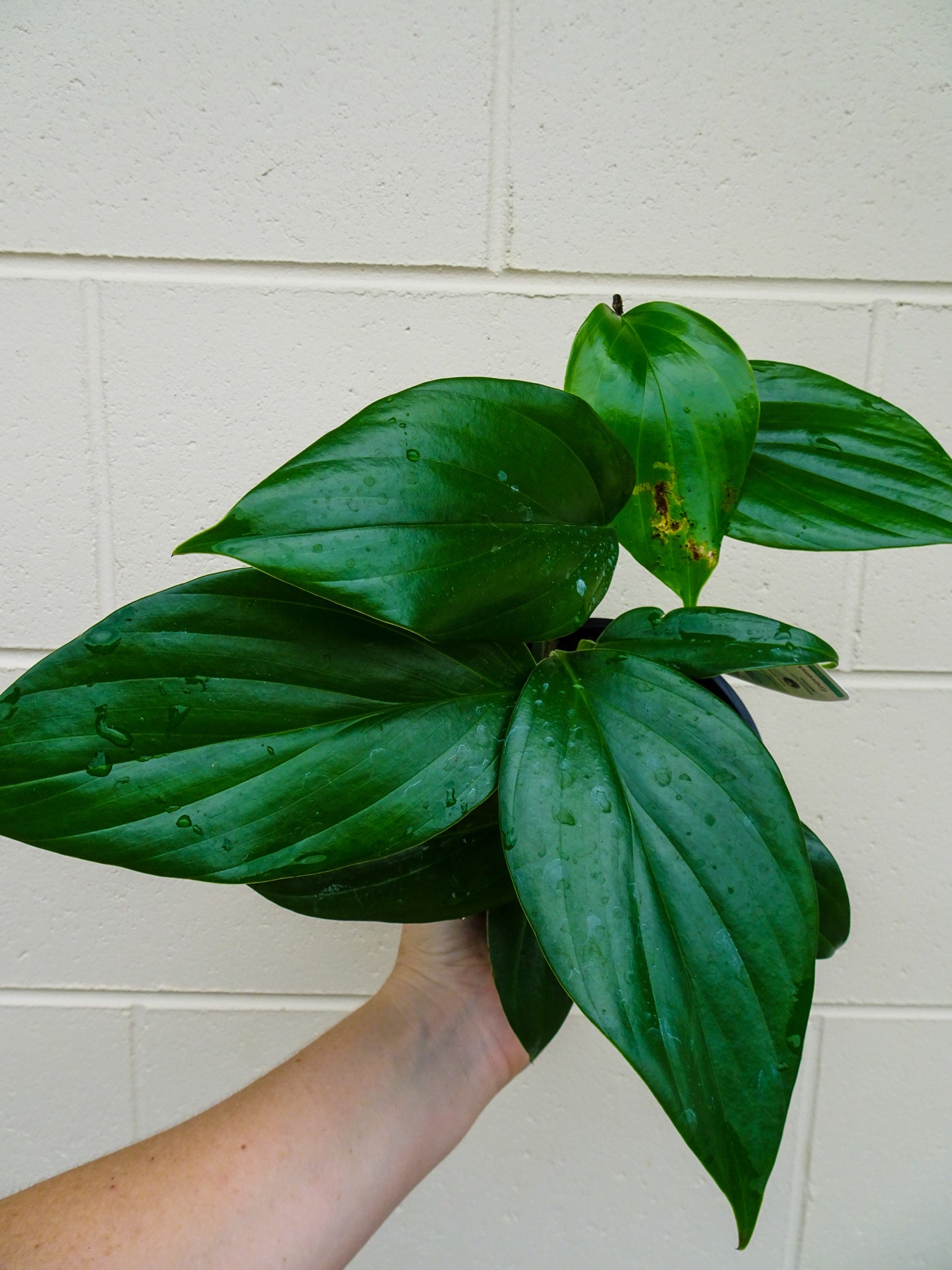 Epipremnum QLD Monsteria