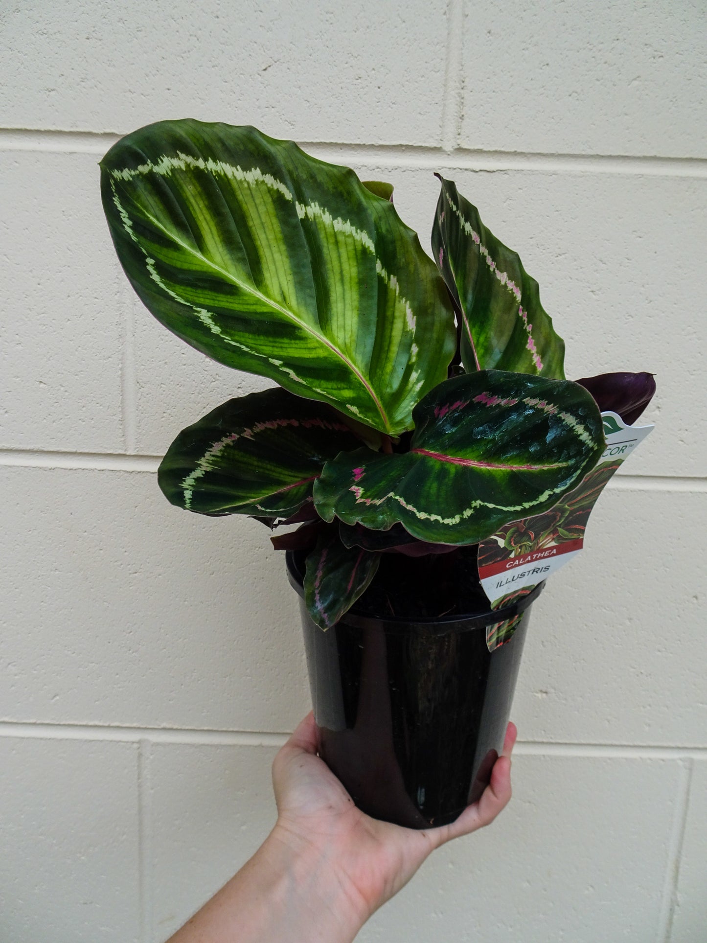 Calathea Illustris