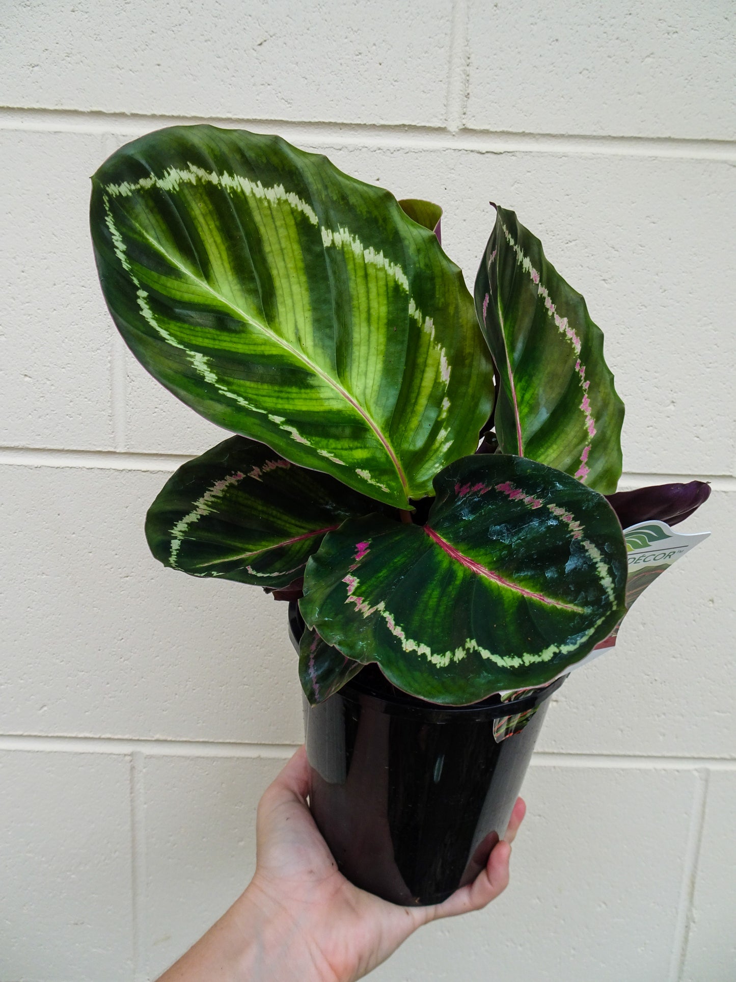 Calathea Illustris