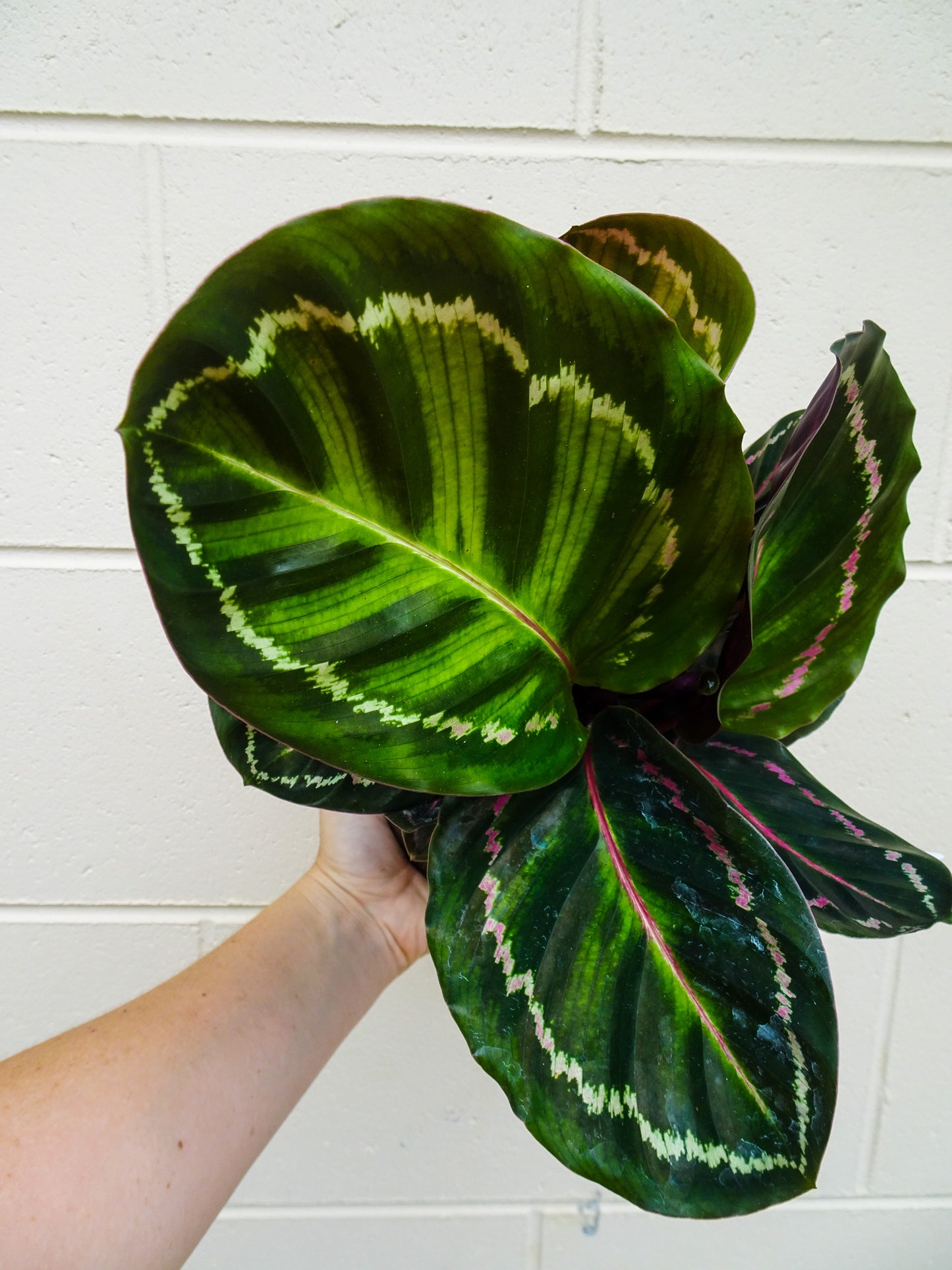 Calathea Illustris